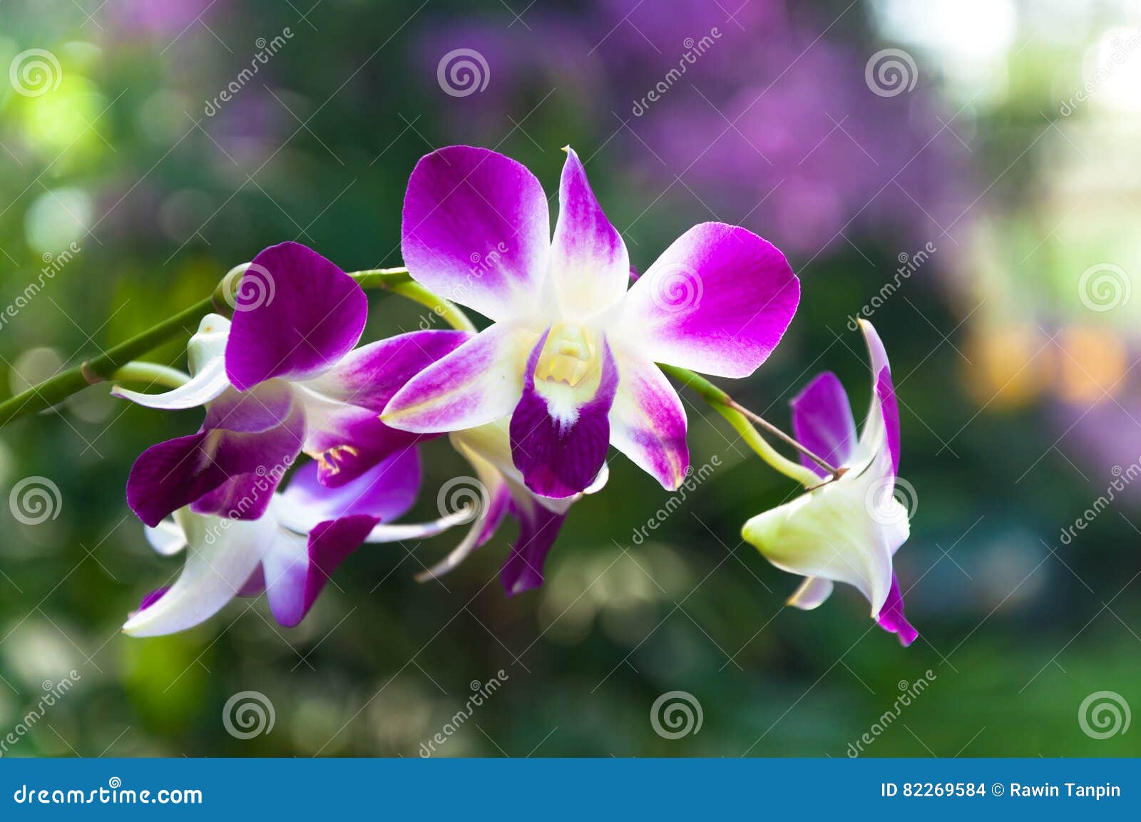 Belles Fleurs Thaïlande Tropicale Violette D'orchidées Photo stock - Image  du cerise, contraste: 82269584