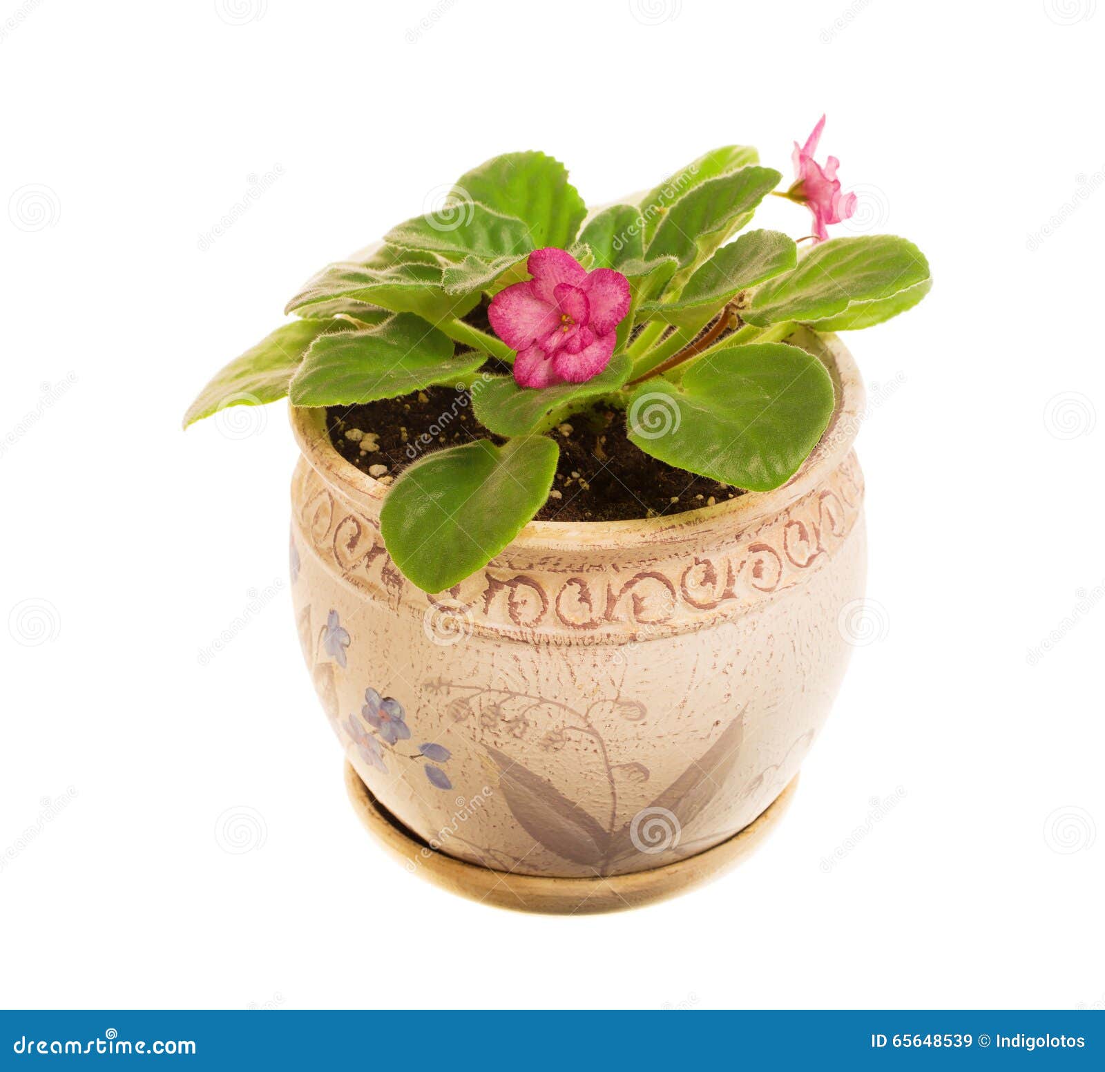 Belles fleurs violettes dans le pot D'isolement sur un fond blanc