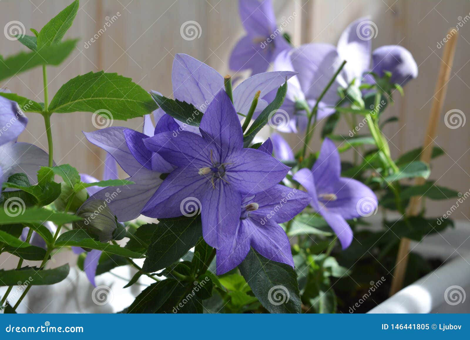 Belles Fleurs Violettes De Grandiflorus De Platycodon S'?levant Dans Le  Conteneur Dans Le Petit Jardin Sur Le Balcon Centrale De Image stock -  Image du floral, verdissage: 146441805