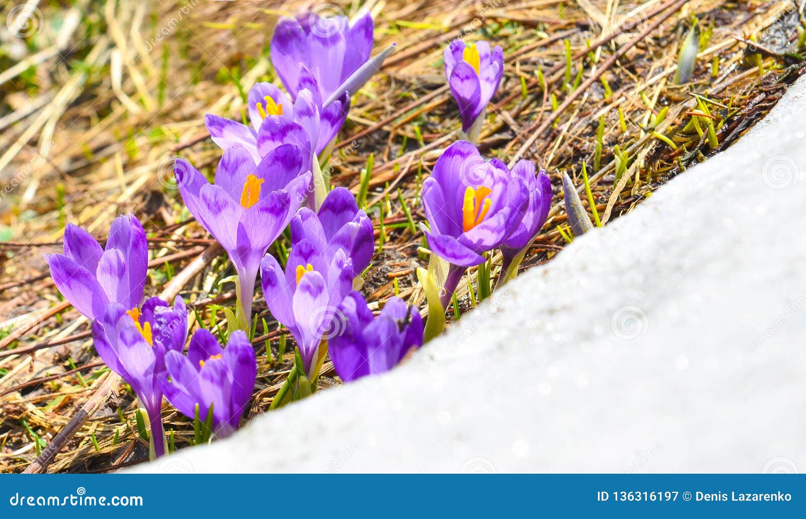 Belles Montagnes Violettes Sauvages De Fleurs Au Printemps Image stock -  Image du sunlight, sauvage: 136316197