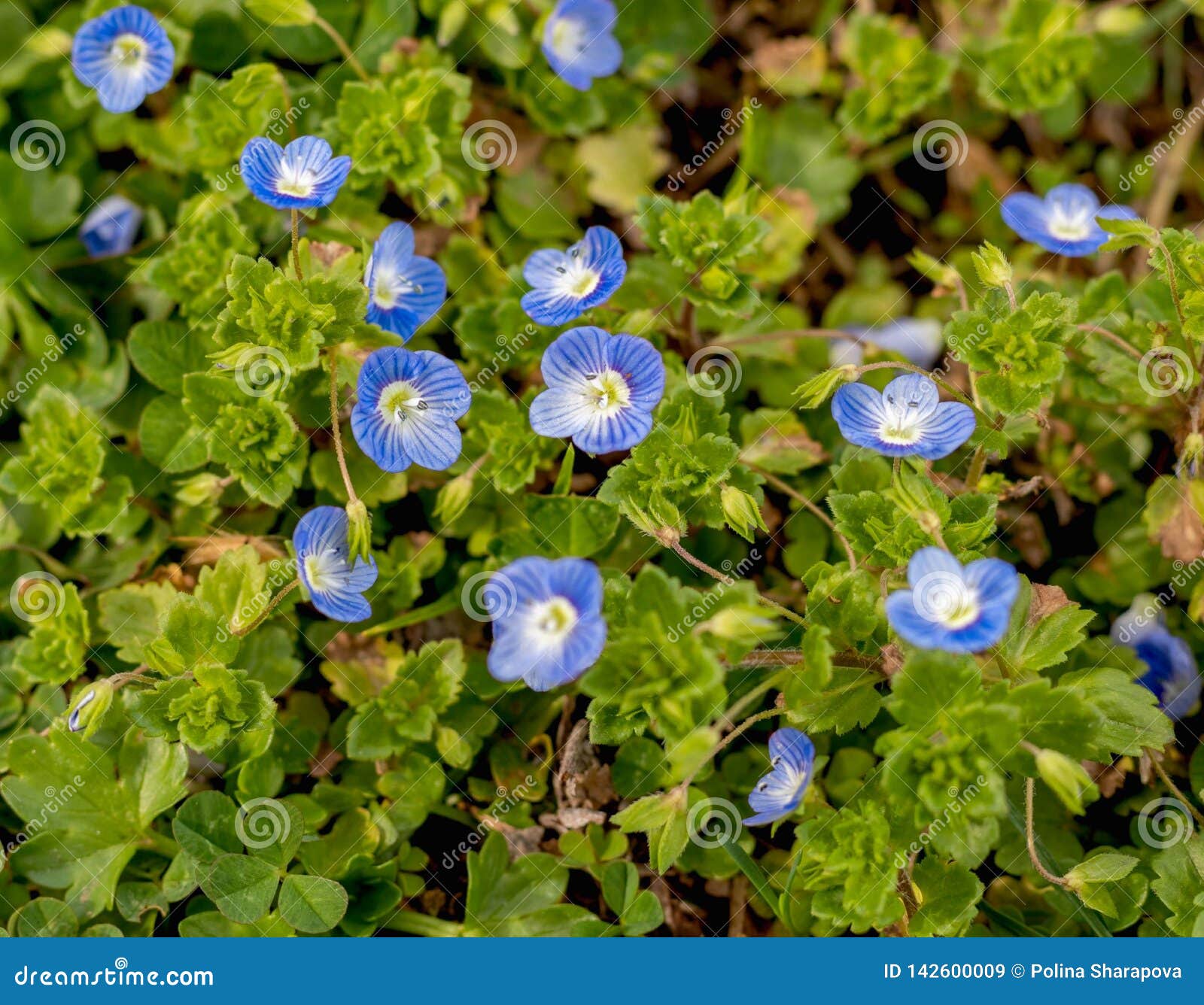Belles Petites Fleurs Bleues De Ressort Image stock - Image du lames,  croissance: 142600009
