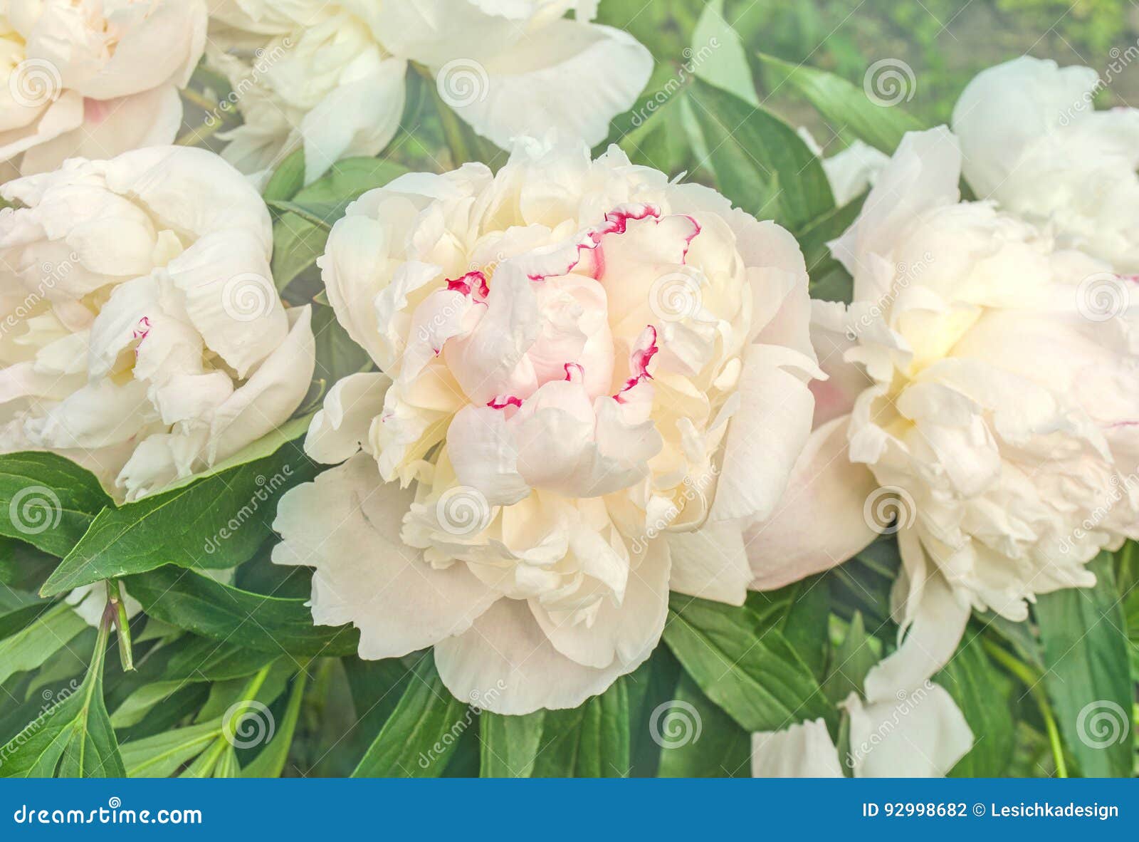 Belles Pivoines Blanches Dans Le Jardin Photo stock - Image du fermer,  beau: 92998682