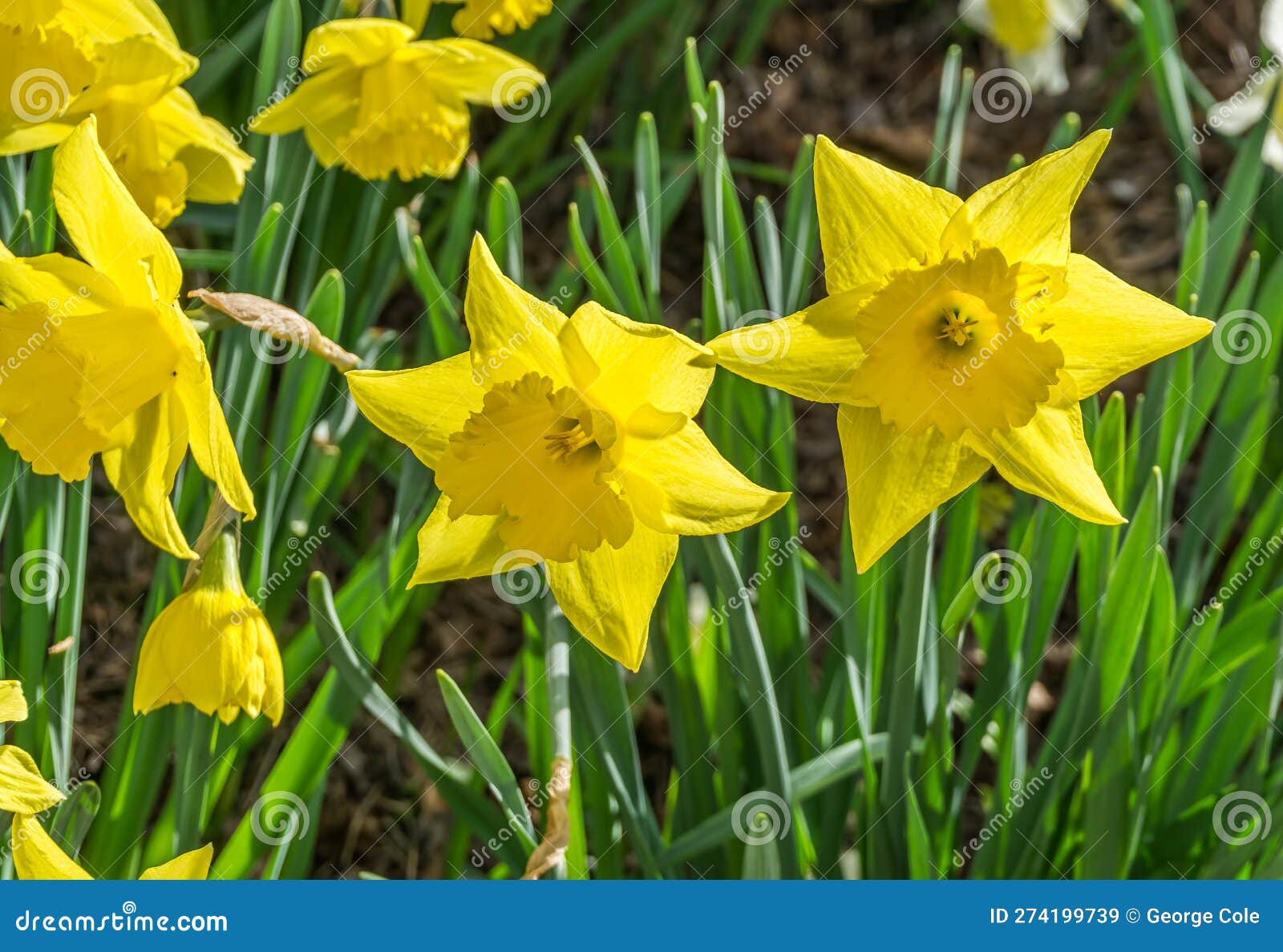 Bellevue Park Early Spring Daffodils 5 Stock Image Image of early