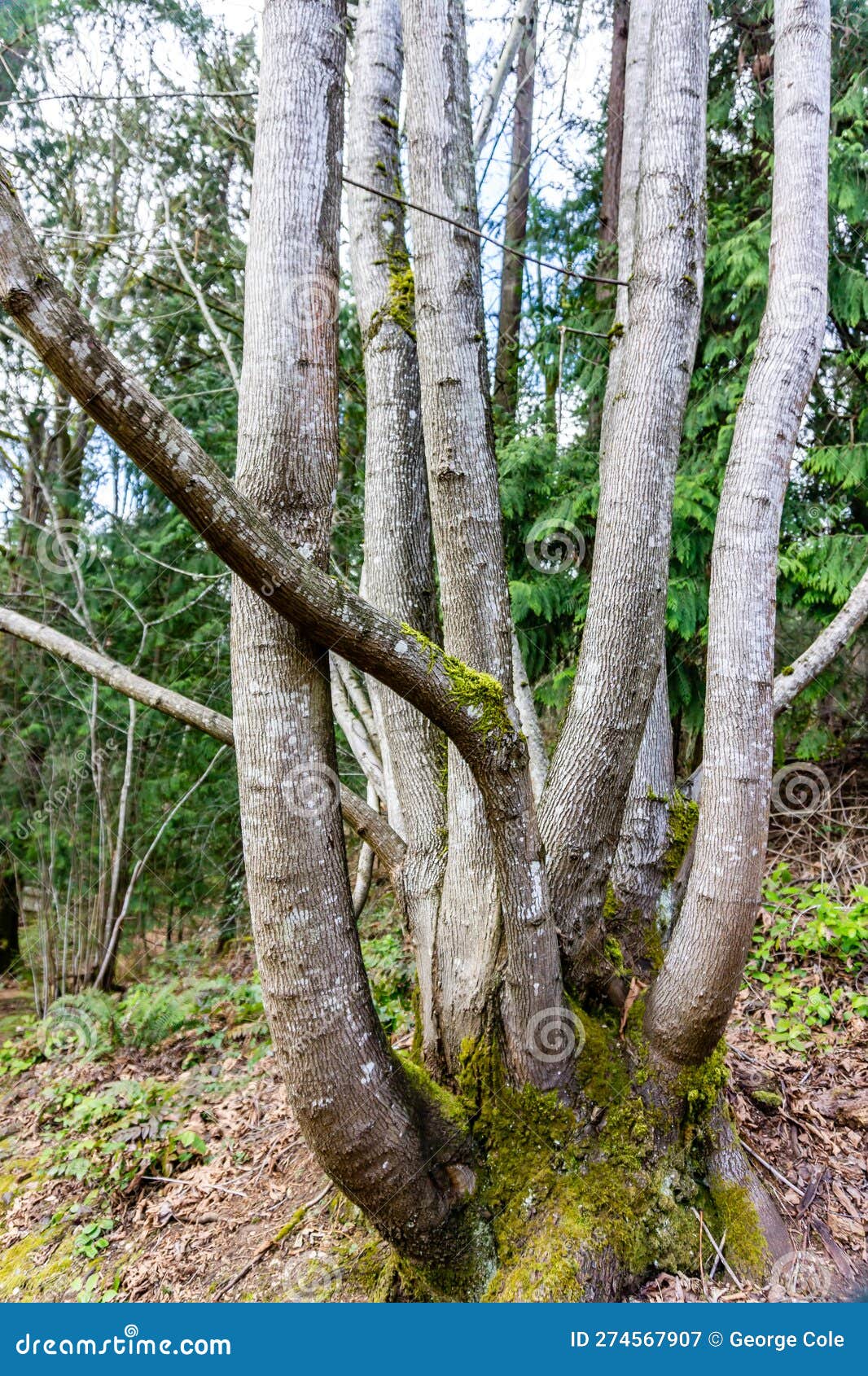 Bellevue Park Path Tree 3 stock image. Image of tree 274567907