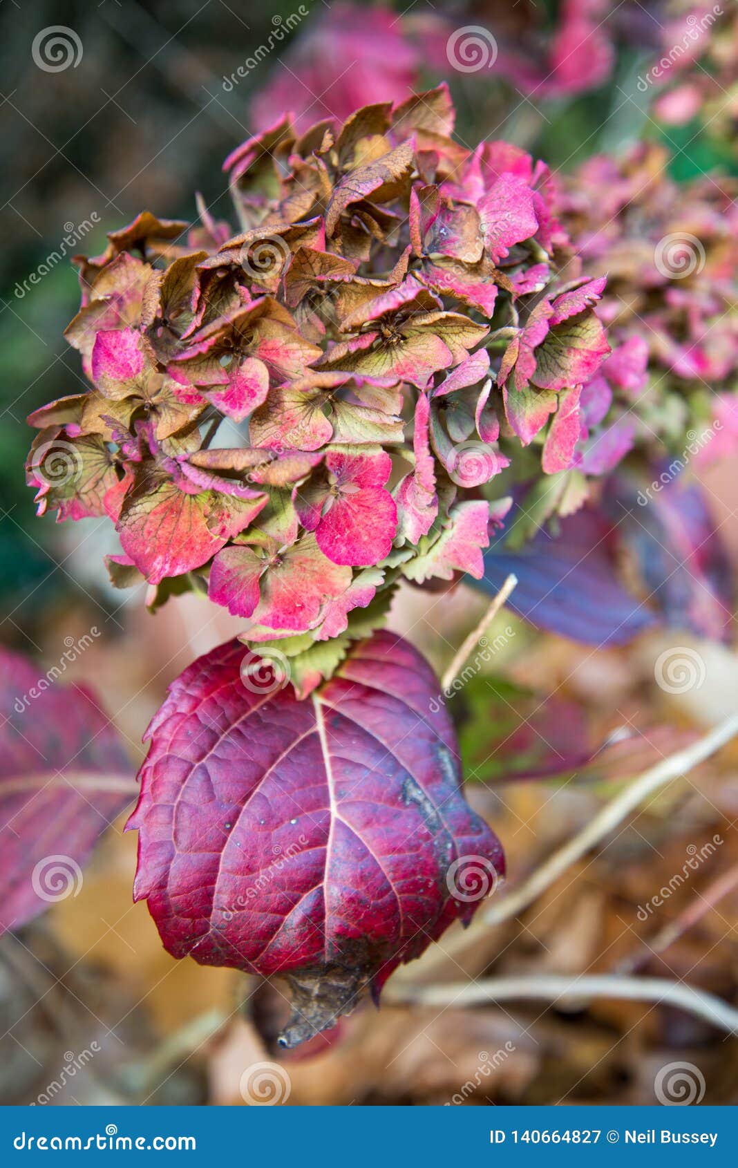 Belleza De Descoloramiento De La Hortensia Antes De La Llegada Del Invierno Imagen de archivo - Imagen de textura, primer: 140664827 Belleza De Descoloramiento De La Hortensia Antes De La Llegada Del Invierno Imagen de archivo - Imagen de textura, primer: 140664827