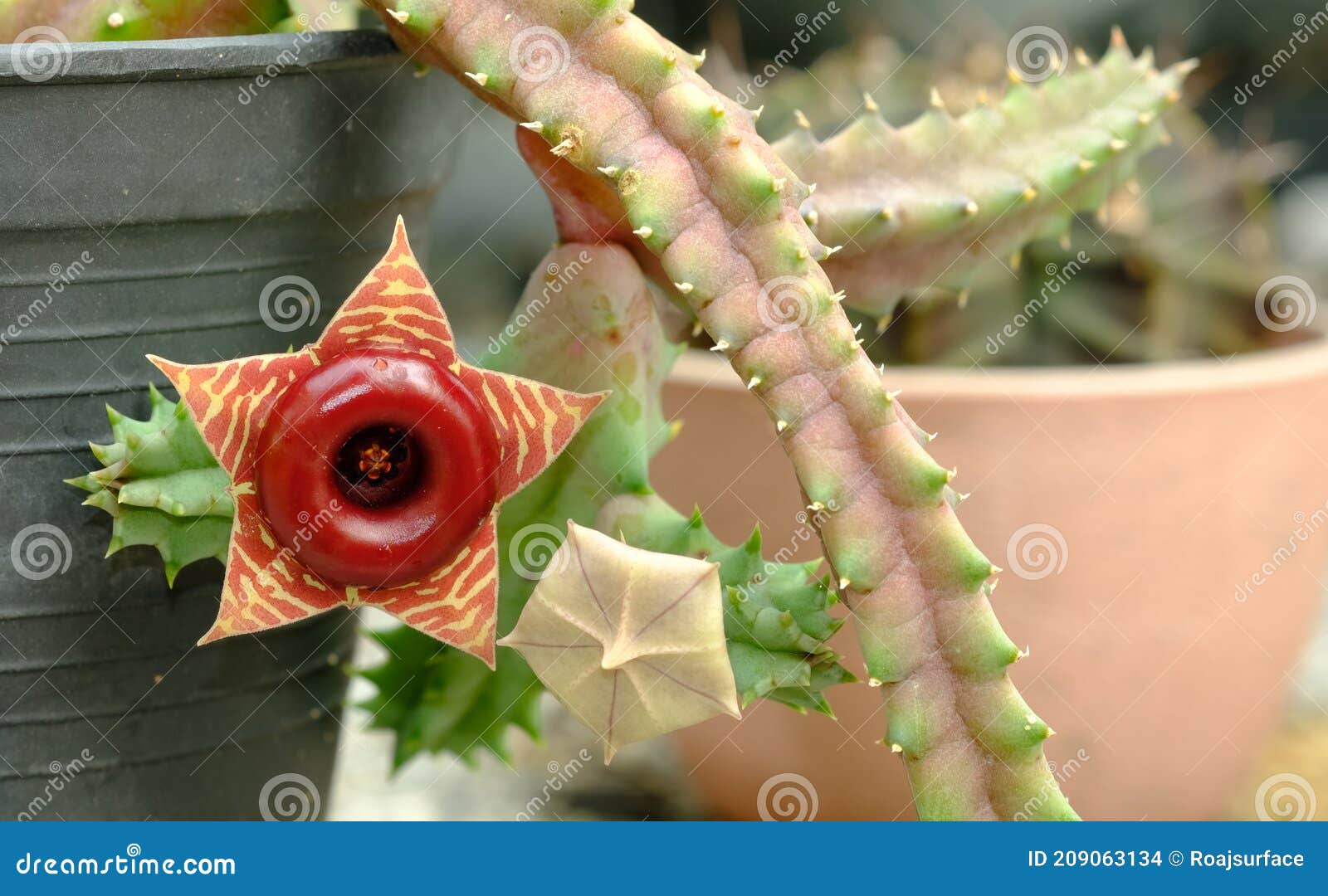 Belleza Fresco Huernia Pendula Flor Cactus. Flor Forma Estrella De Color  Marrón. Planta En Una Olla Negra Foto de archivo - Imagen de brillante,  cacto: 209063134