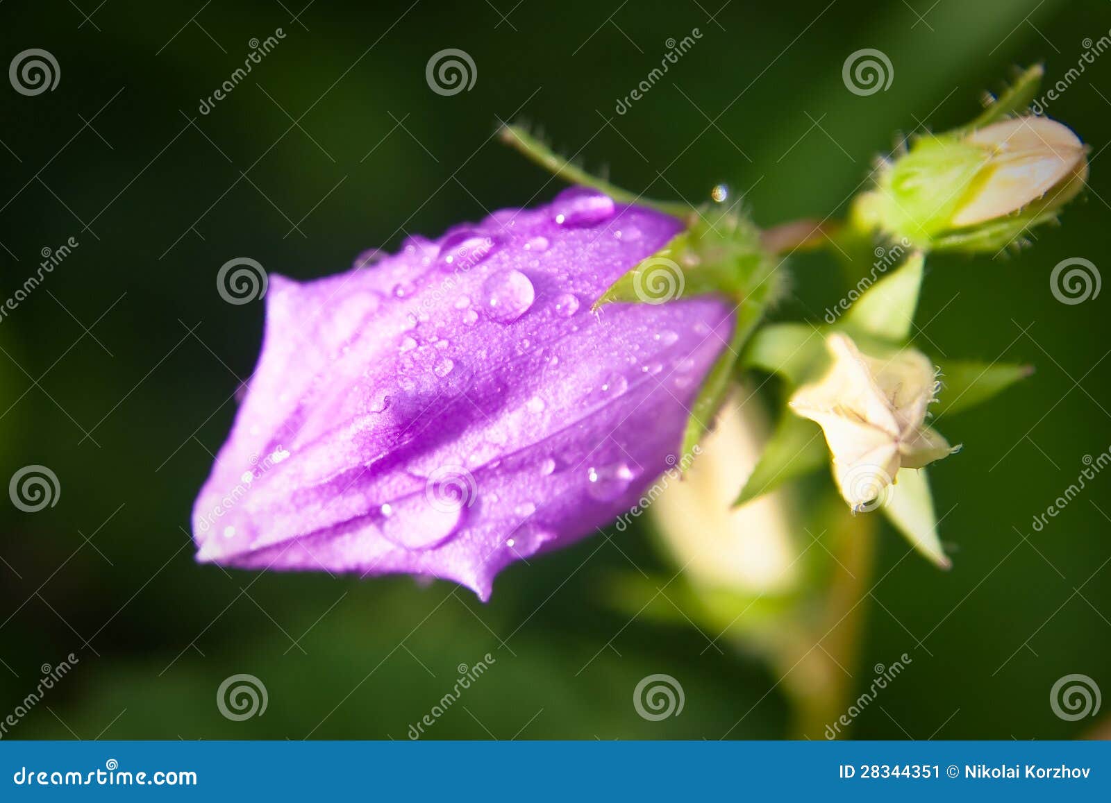Bellflower stock image. Image of field, harebell, garden 28344351