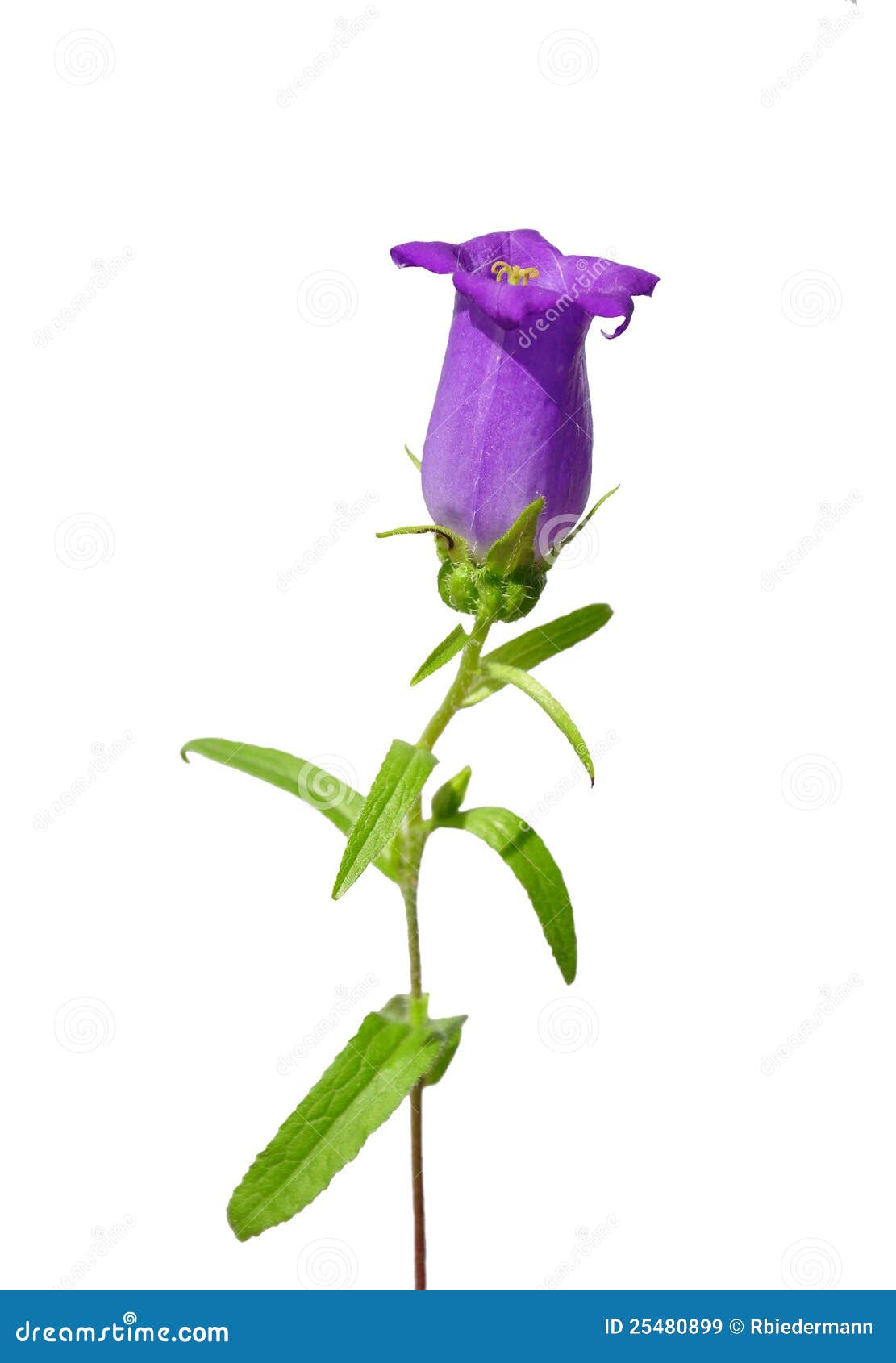 Bellflower (Campanula Medium) Stock Image Image of purple, flower
