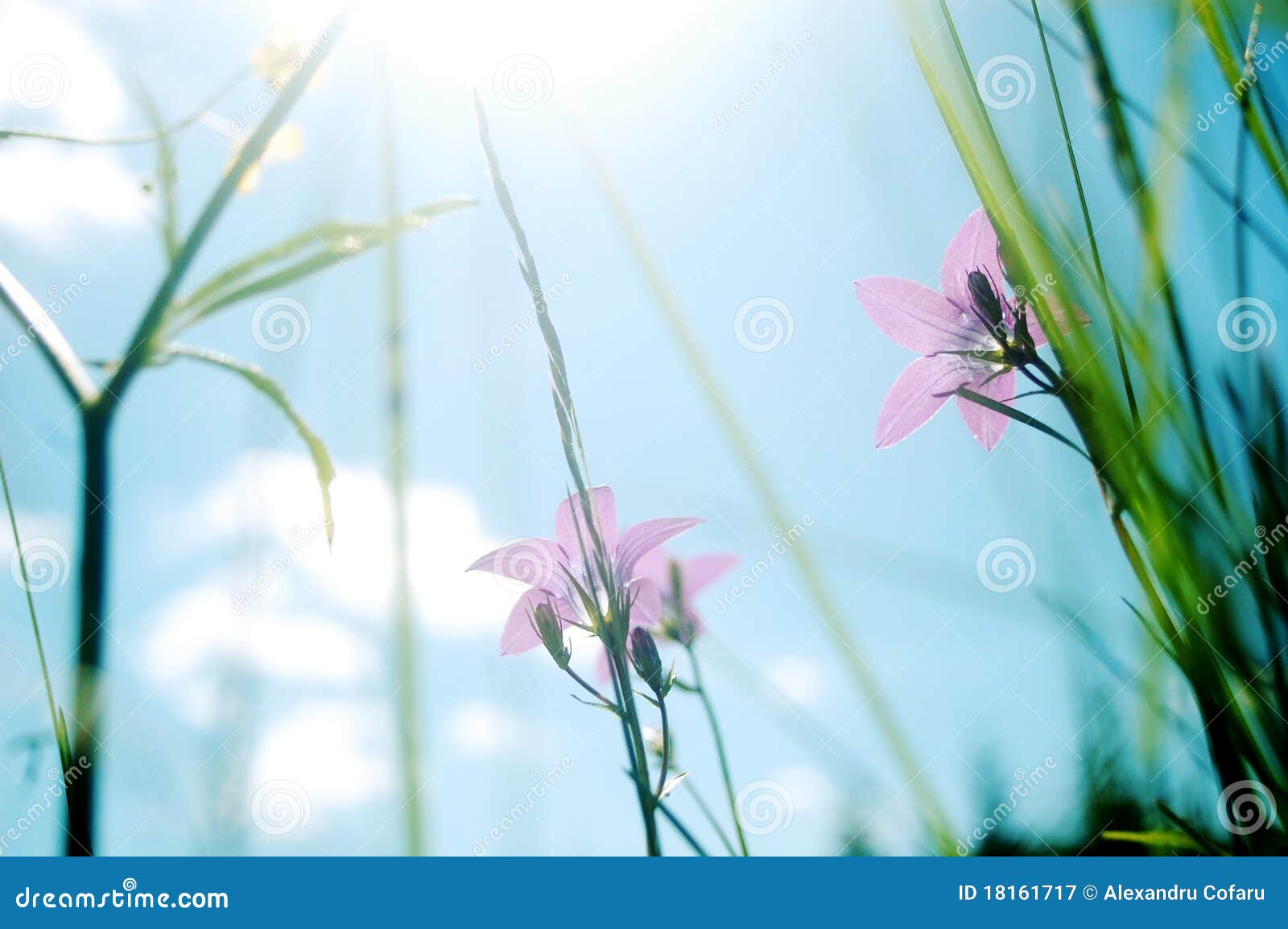 Bellflower meadow stock image. Image of bright, landscape 18161717