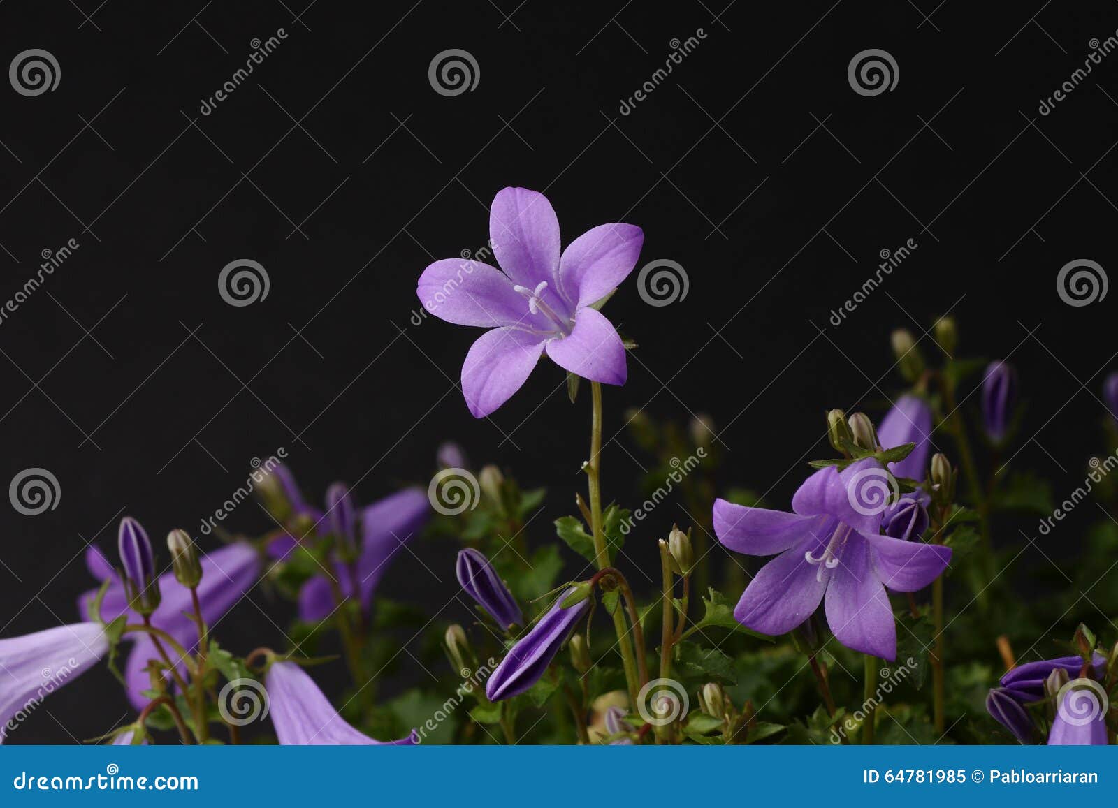 Bellflower in a meadow stock image. Image of flora, bloom 64781985