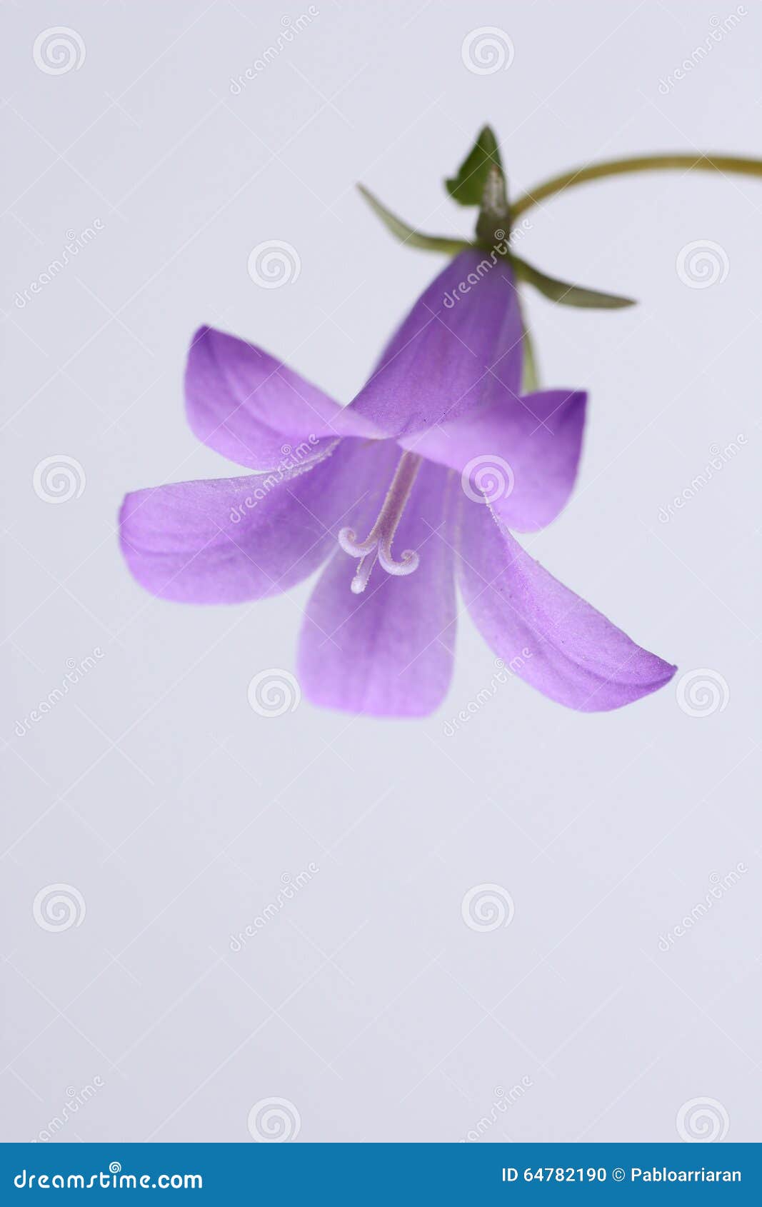 Bellflower in a meadow stock photo. Image of bloom, petals 64782190