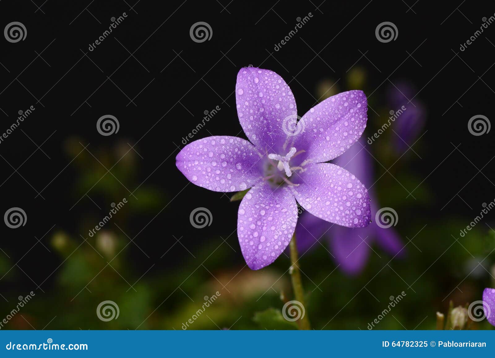 Bellflower in a meadow stock image. Image of blue, nature 64782325