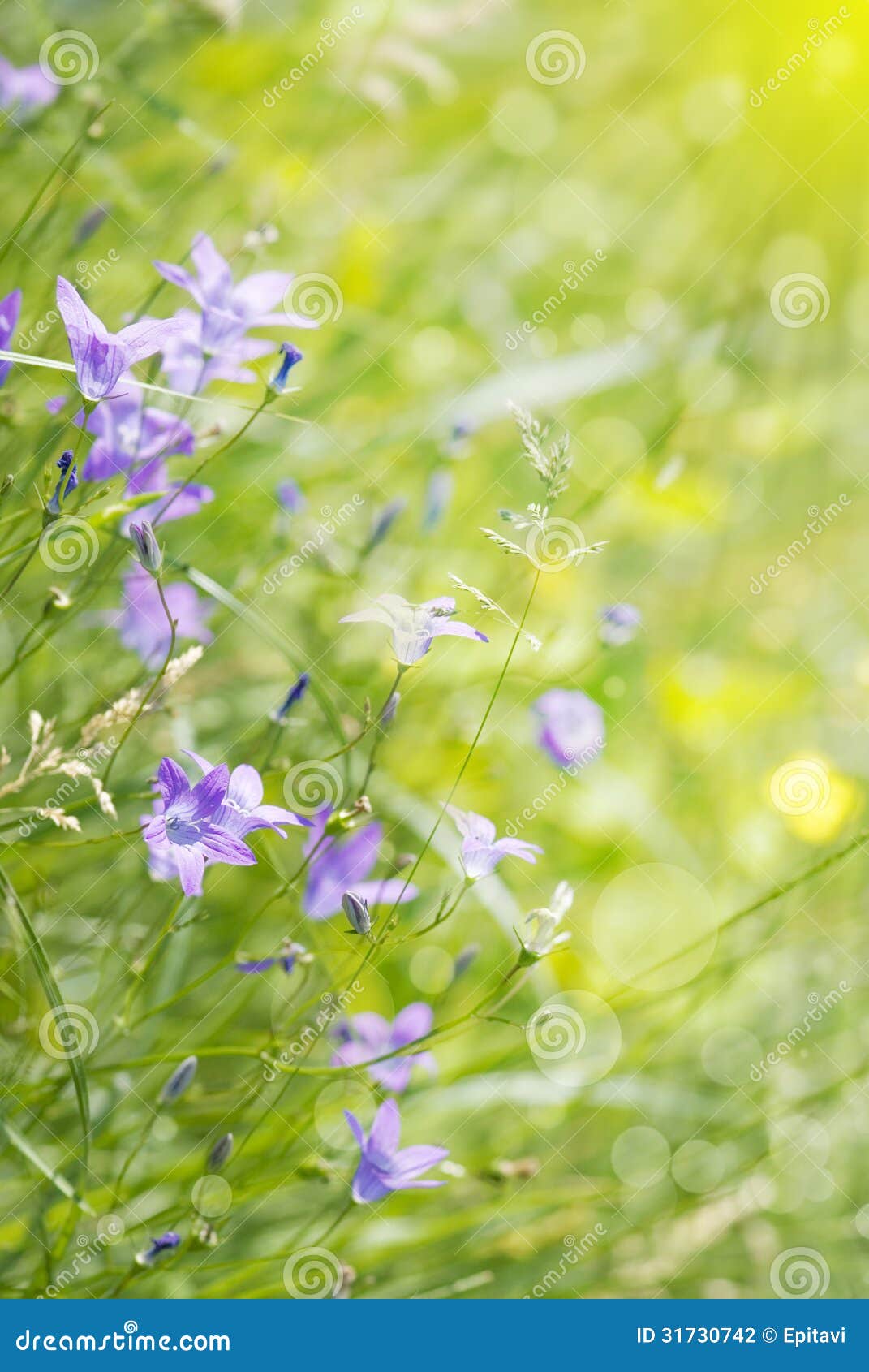 Bellflower on the meadow stock photo. Image of nature 31730742