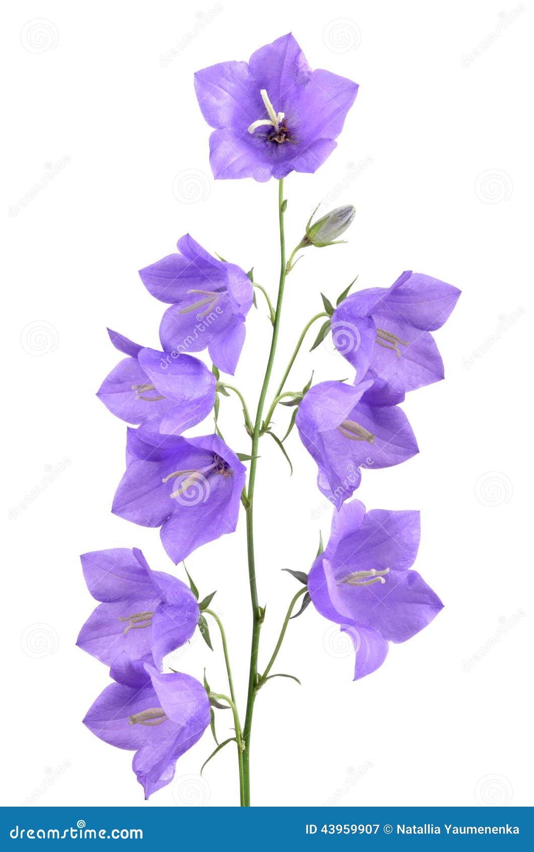 bellflower stem