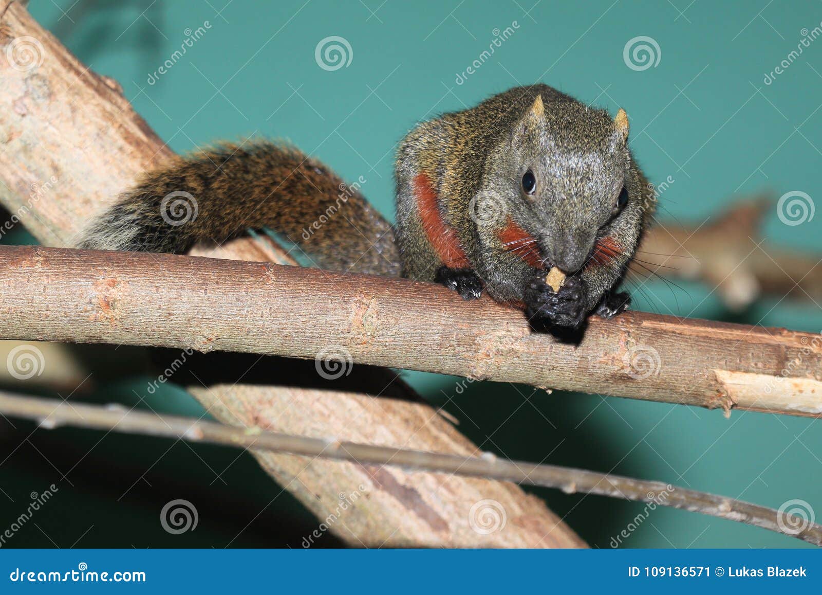 Bellied drzewna wiewiórka na drewnie