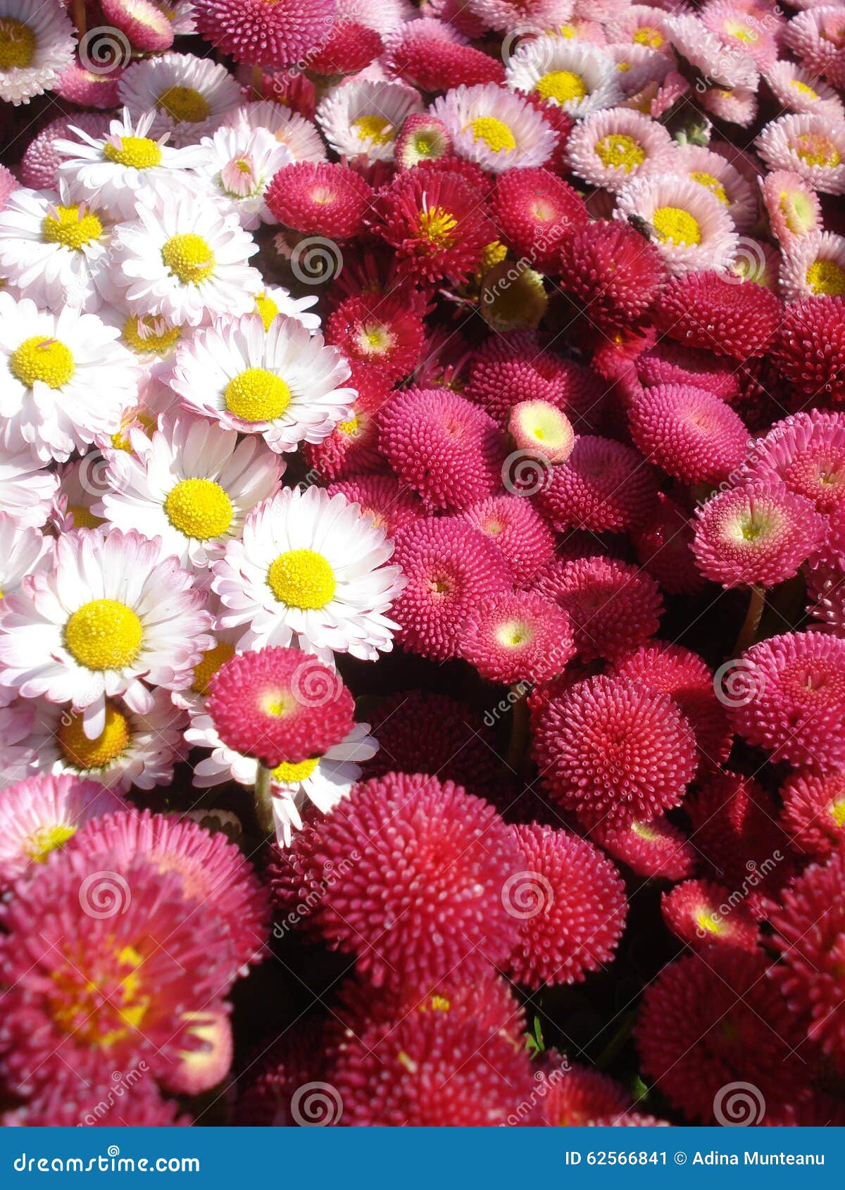 Bellis Perennis Blumen Stockbild Bild Von Bellis Blumen