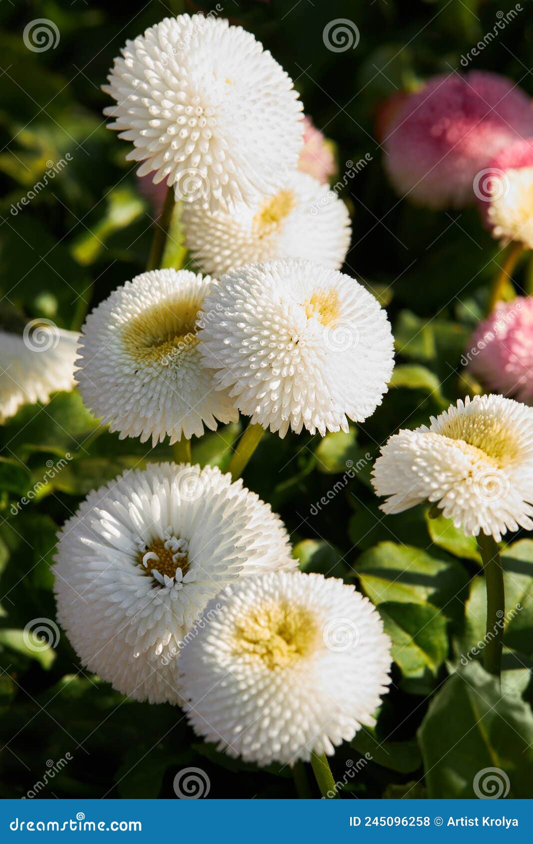 Bellis Perennis Pomponette Also Called Daisy Bloom. Stock Photo - Image of  botanic, background: 245096258