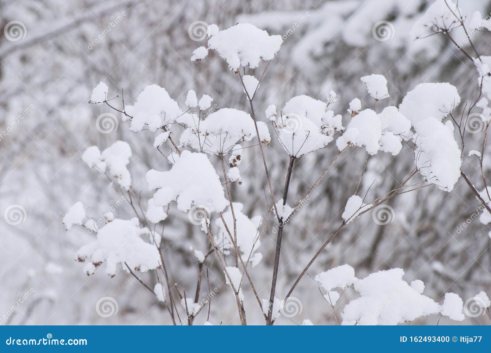 Bellissima Luce Invernale In Natura Con Piante Coperte Di Neve Fotografia Stock Immagine Di Ecosistema Novembre