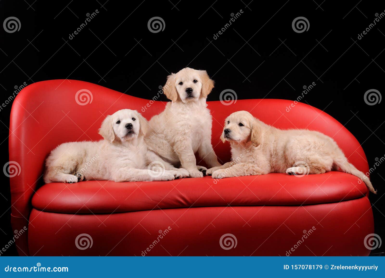Bellissimi Cani Da Recupero Labrador Immagine Stock Immagine Di Front Dorato