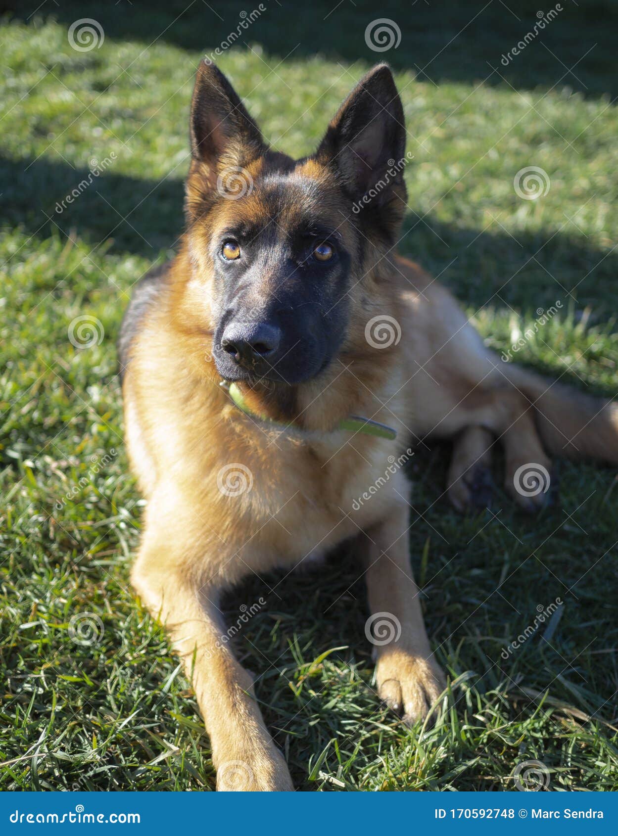 Bellissimo Cane O Cucciolo In Posa Davanti Alla Telecamera Cane Da Protezione Con Colori Caldi Fotografia Stock Immagine Di Hound Cane 170592748