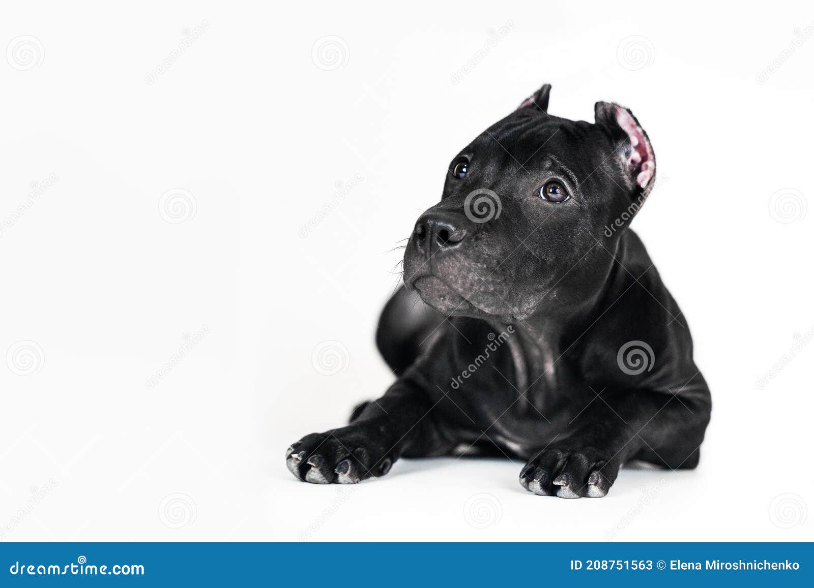 bello cachorro negro de la raza estadounidense pitbull terrier tumbado sobre fondo blanco imagen de archivo imagen de protector copia 208751563