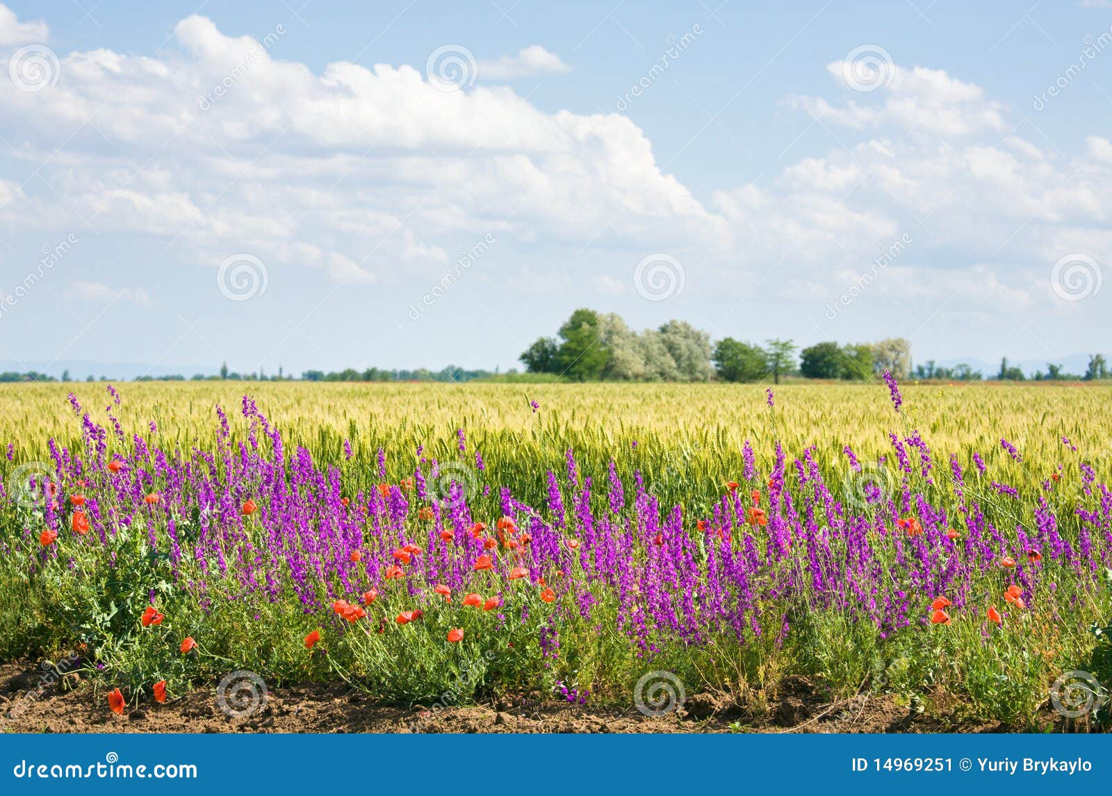 Bello campo di estate. immagine stock. Immagine di colture 14969251