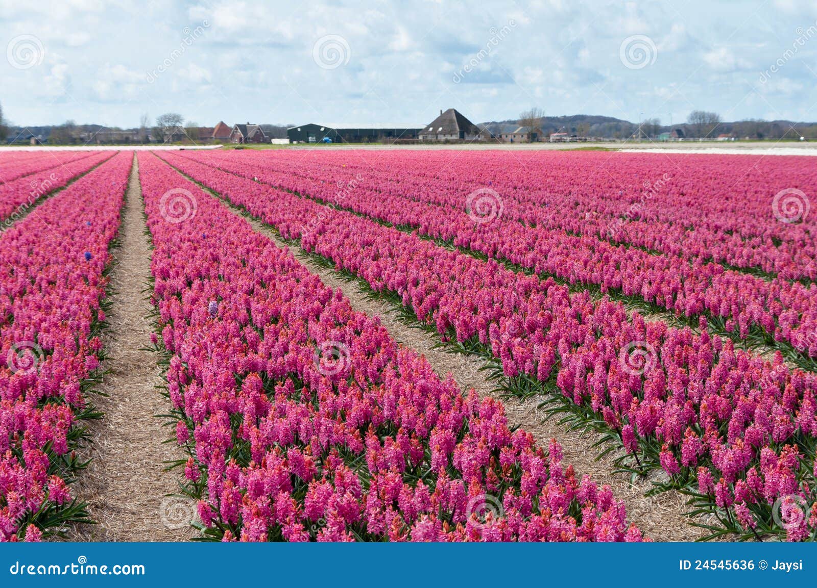 Bello Campo Olandese Del Giacinto Fotografia Stock Immagine di