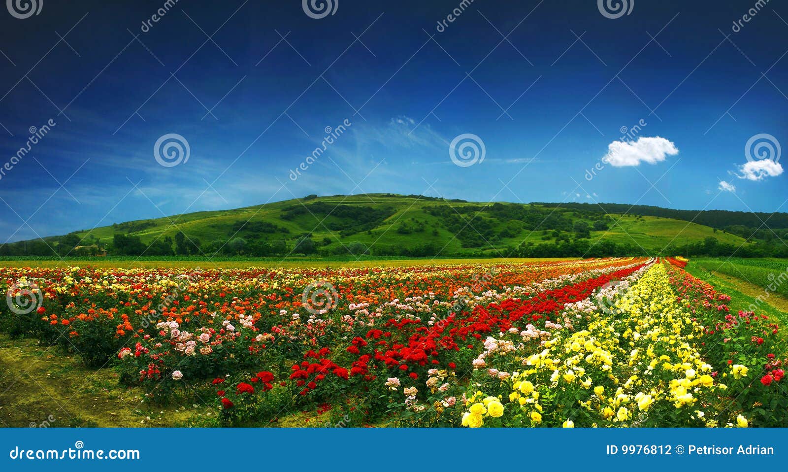 Bello Campo in Pieno Delle Rose Panorama Fotografia Stock Immagine