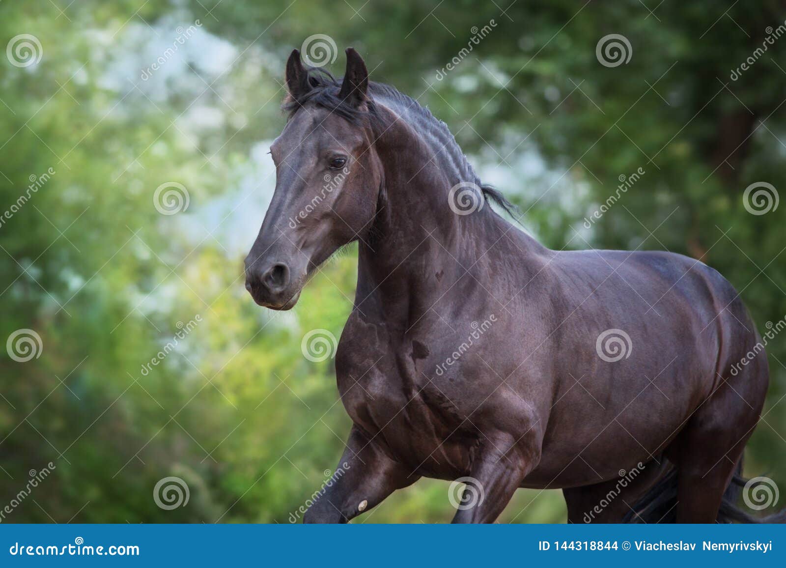 Bello cavallo frisone. Bella fine frisone del cavallo sul ritratto su fondo scuro