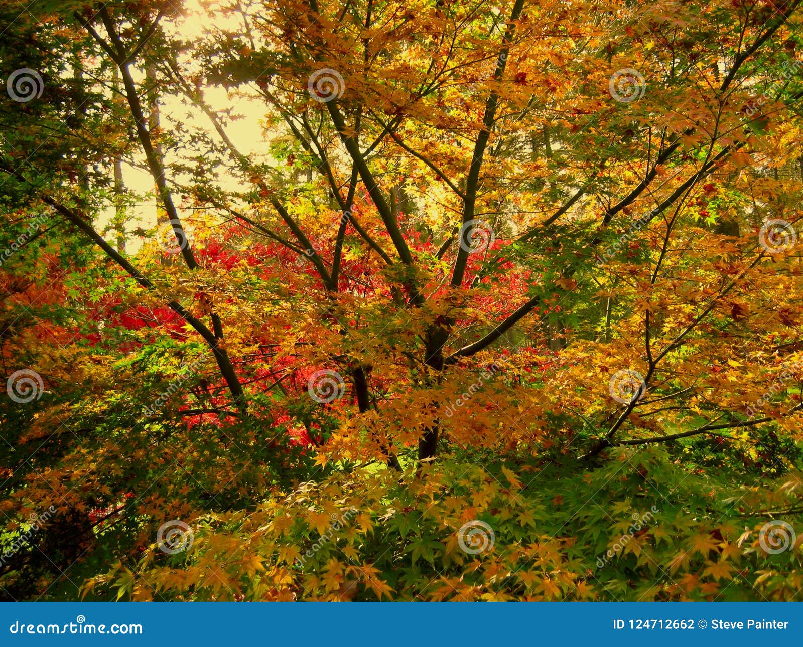 Bello colore di autunno delle foglie di acero nel Cotswolds. Bello colore di autunno delle foglie di acero ad un parco nella regione di Cotswolds in Inghilterra