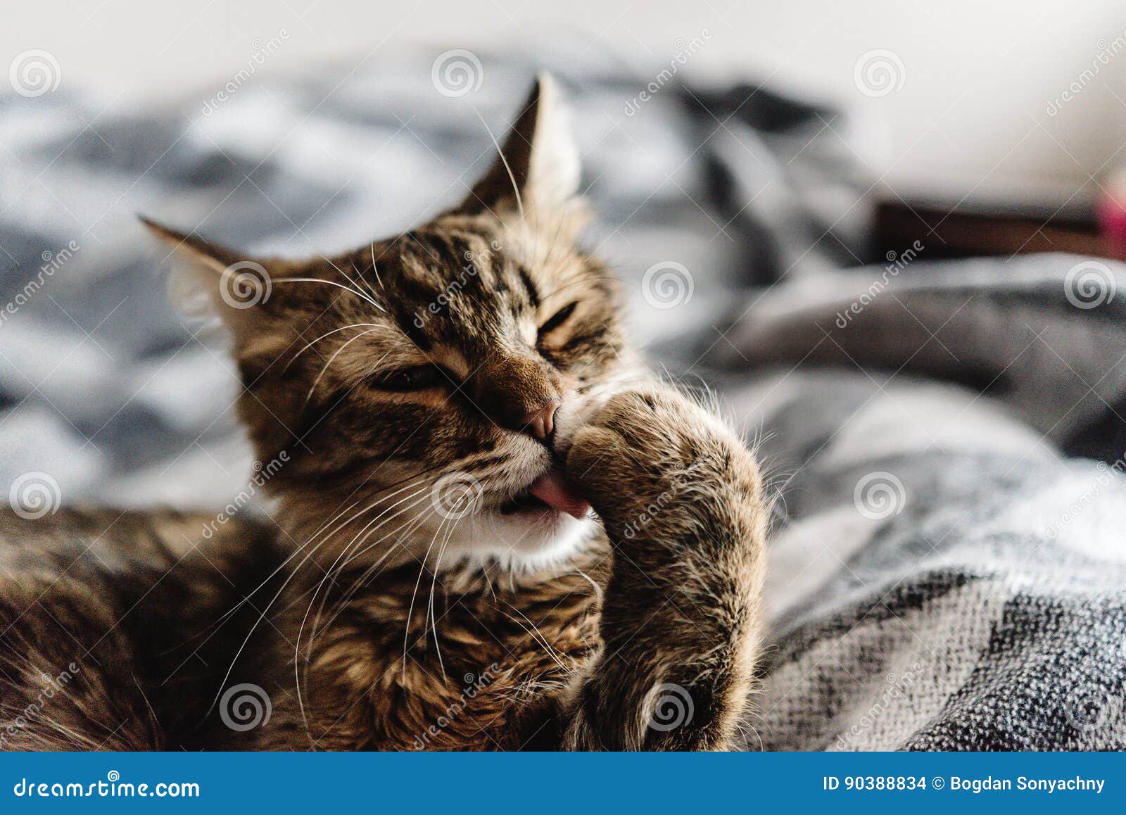 Bello Gatto Sveglio Che Lecca La Sua Zampa Sul Letto Alla ...