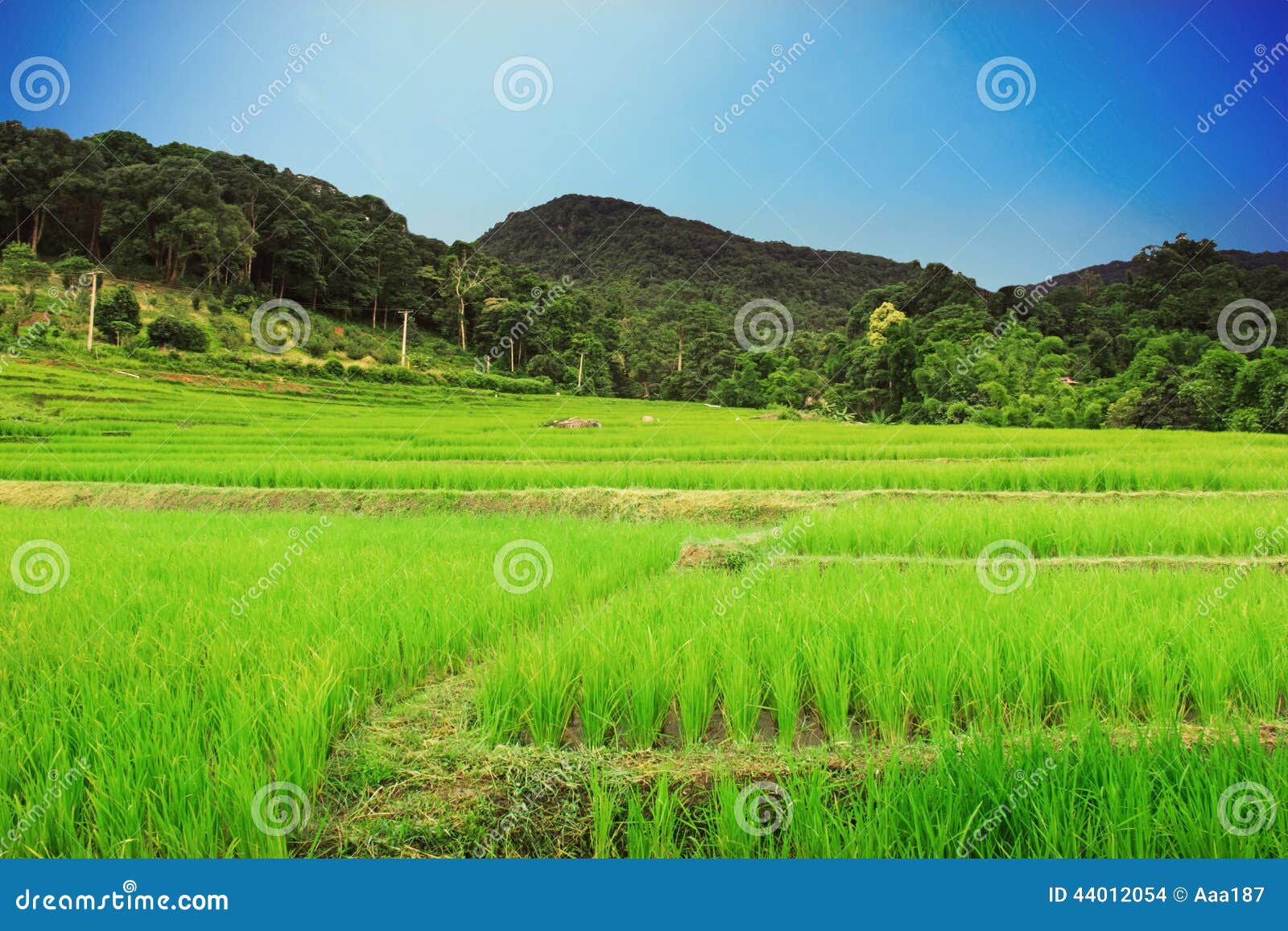 Bello giacimento naturale del riso con cielo blu in Chiangmai, Tailandia
