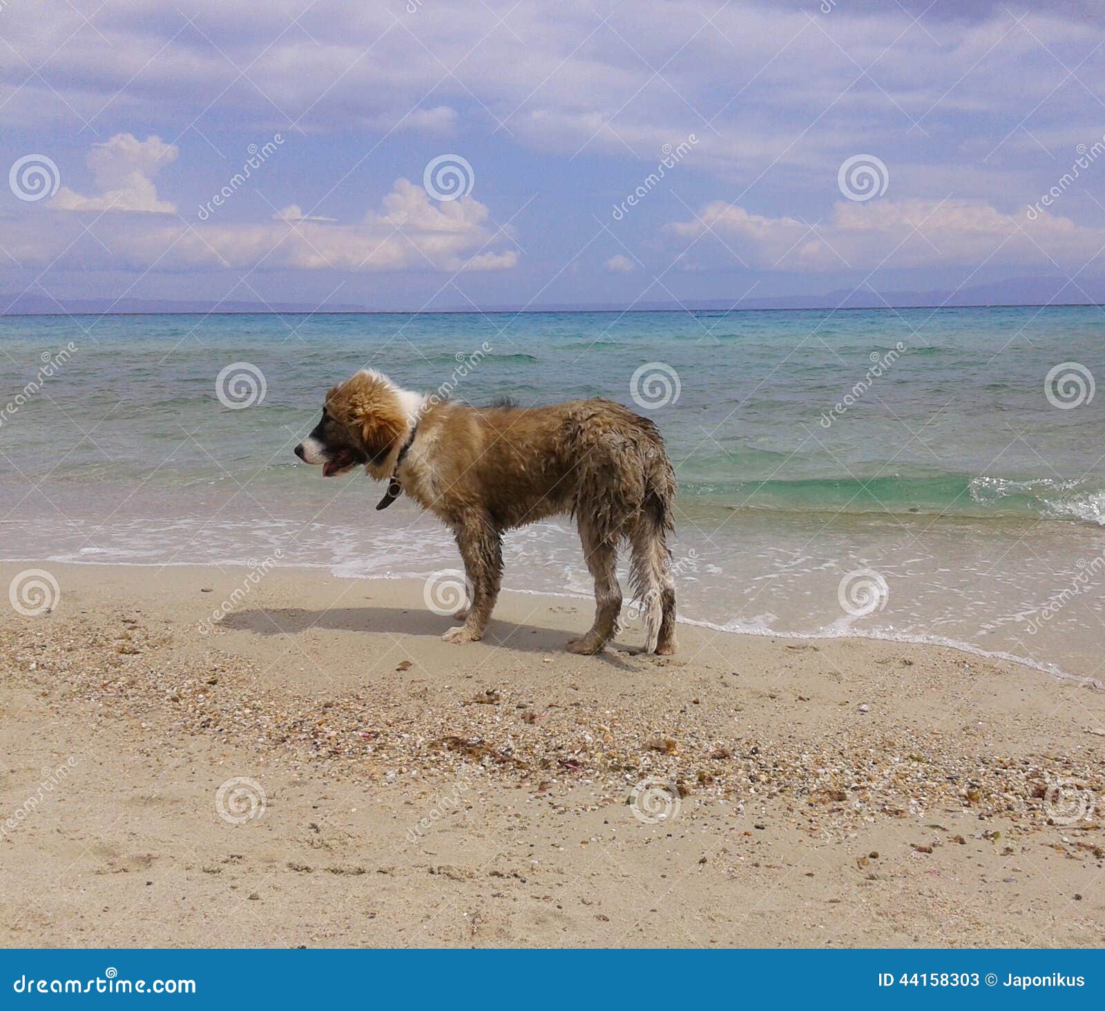 Bello giovane cane sulla spiaggia. Immagine di giovane cane