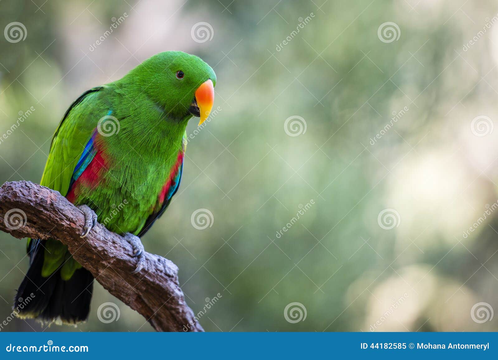 Bello Pappagallo Maschio Verde Di Eclectus Immagine Stock Immagine di brillante, becco 44182585