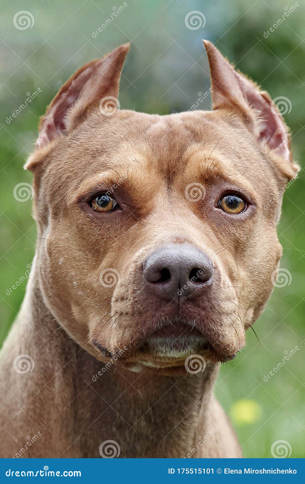 Bello Perro Jengibre De La Raza Terrier Norteamericana Retrato De Ropa De Hembra Roja Con Corte De Oído Anticuado. Imagen de archivo - Imagen de copia, cara: 175515101