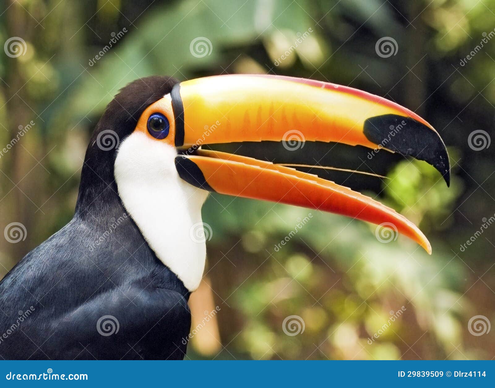 Bello profilo dell'uccello di Toucan con il becco semi aperto
