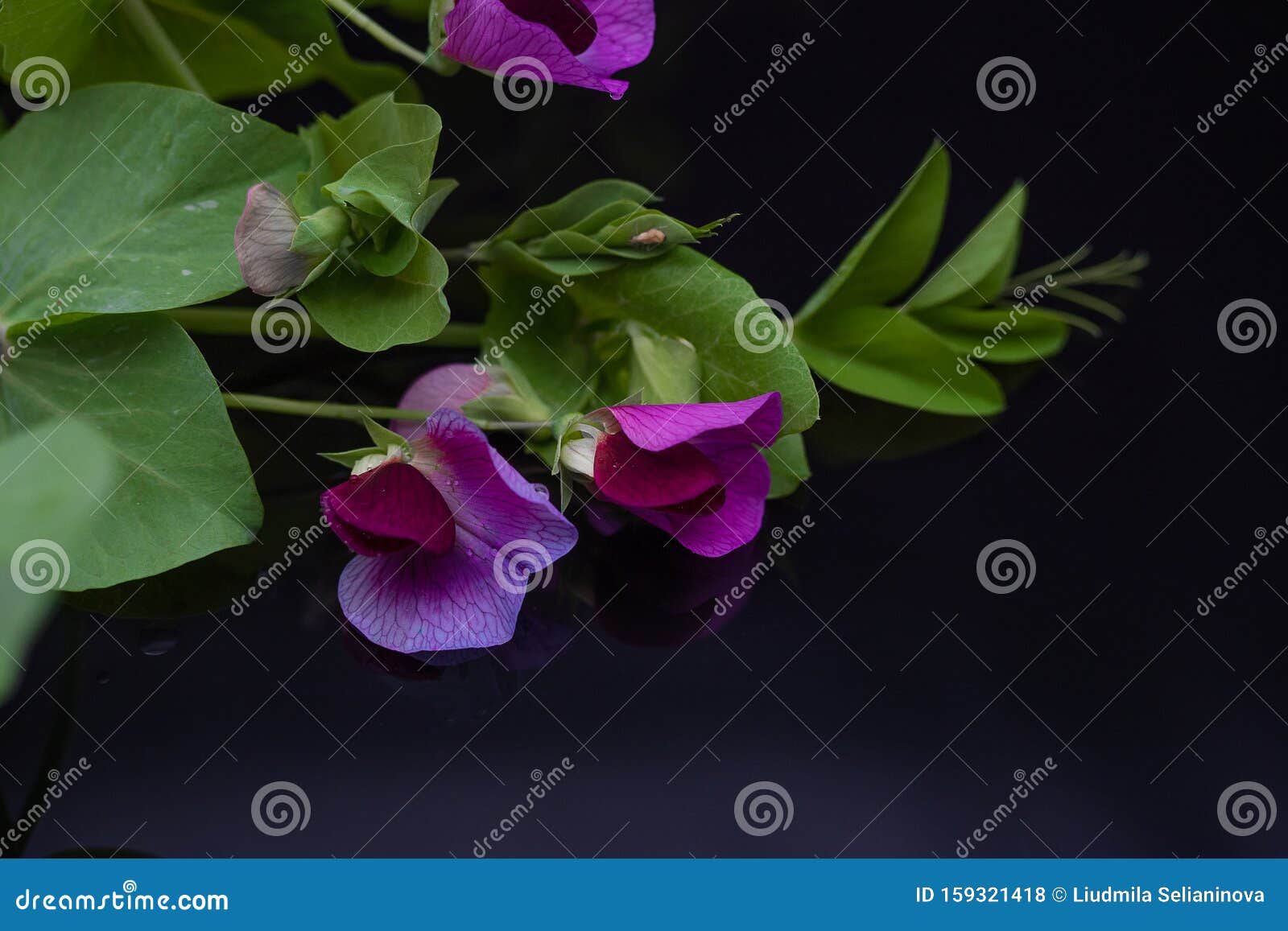 Bello spruzzo di piselli da giardino viola con gocce d'acqua che riflettono su uno sfondo nero Copia spazio