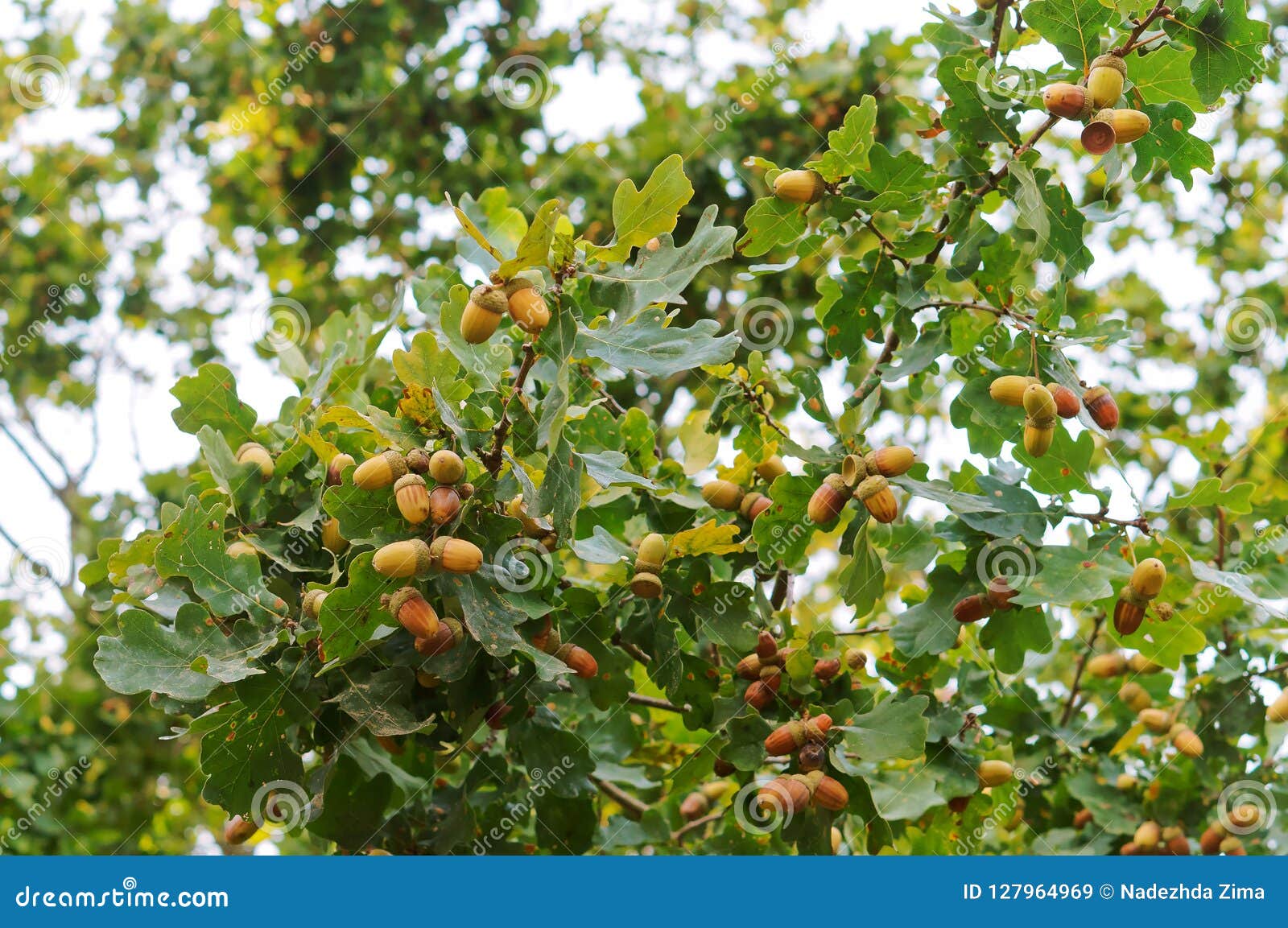 Bellotas Maduras De La Fruta Del Roble, Bellotas En El árbol Imagen de  archivo - Imagen de planta, tuerca: 127964969