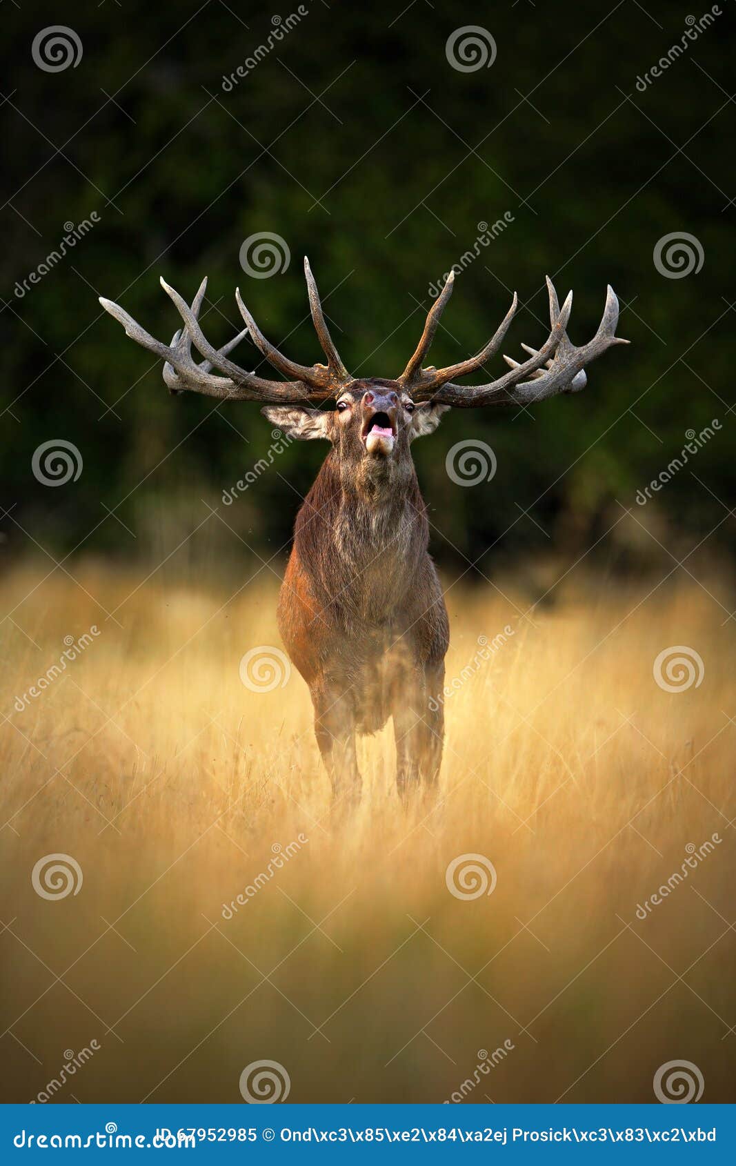 bellow majestic powerful adult red deer stag in autumn forest, dyrehave, denmark