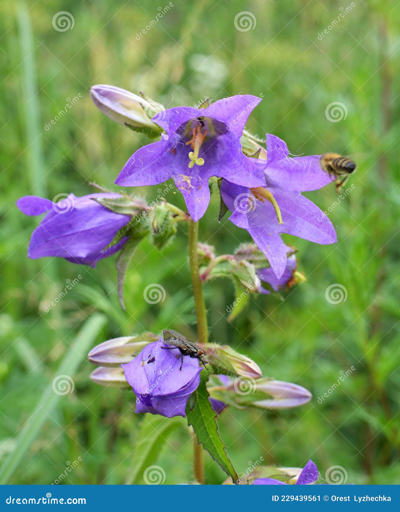 Bells Campanula Bloom in Image - Image bluebell: 229439561