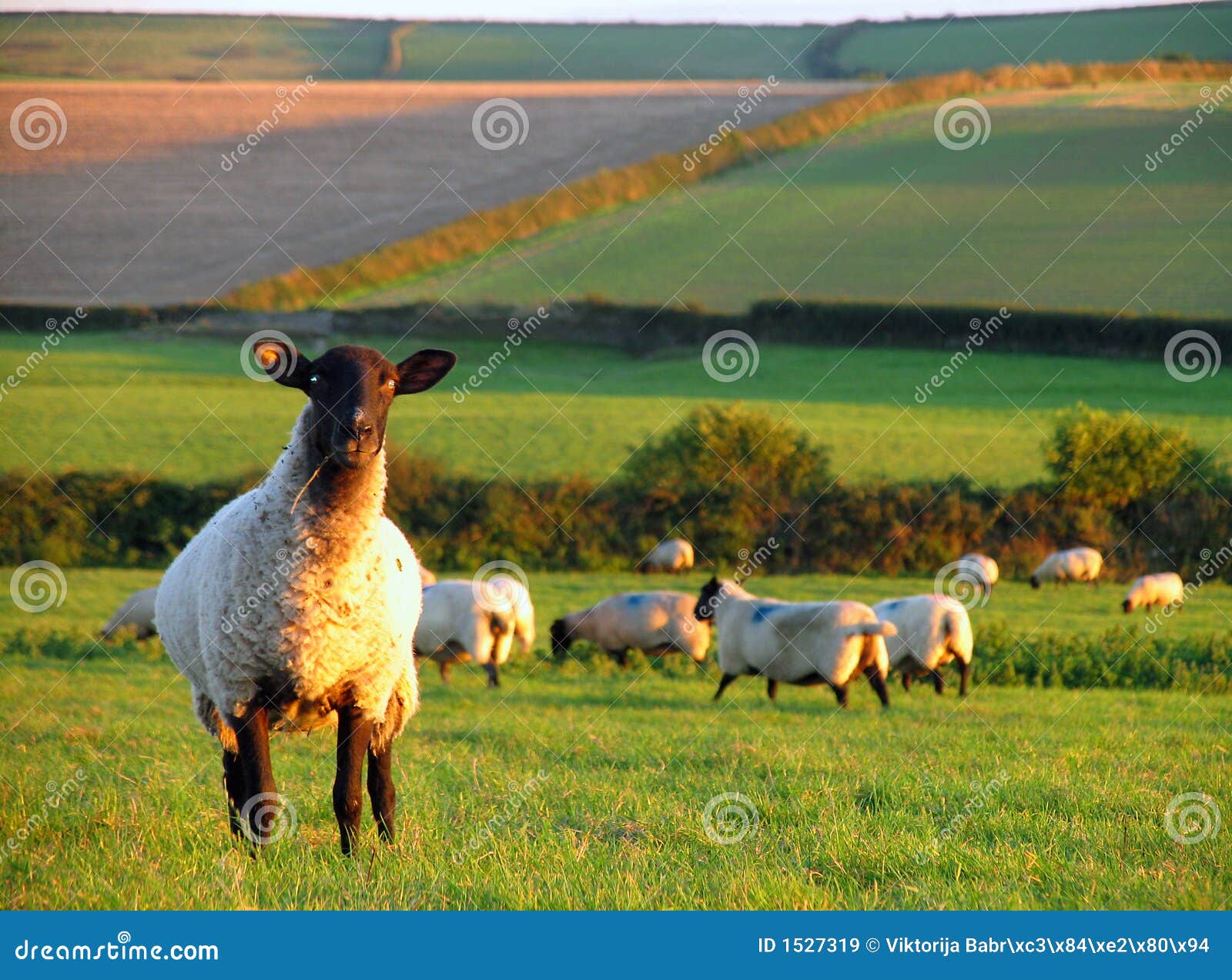 Bellwether stock image. Image of greenland, colouring 1527319