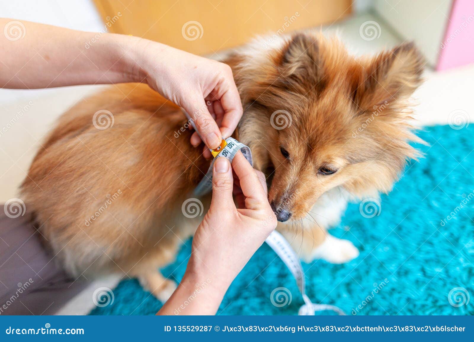 belly circumference is measured with a tape measure on a dog