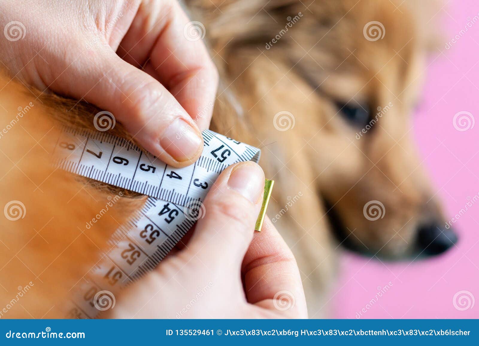 belly circumference is measured with a tape measure on a dog