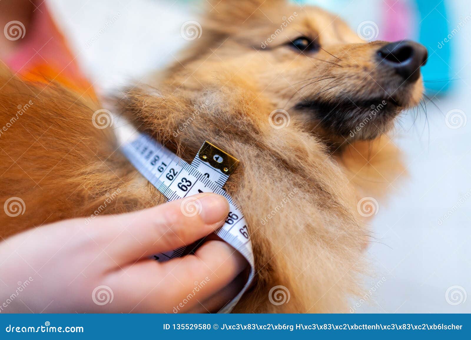 belly circumference is measured with a tape measure on a dog