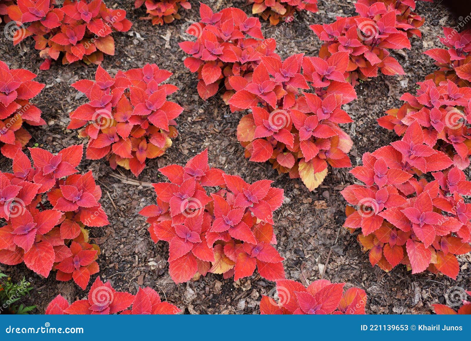 Belo Camarão Vermelho Uma Planta Brilhante E Colorida Anual Imagem de Stock  - Imagem de verde, tropical: 221139653