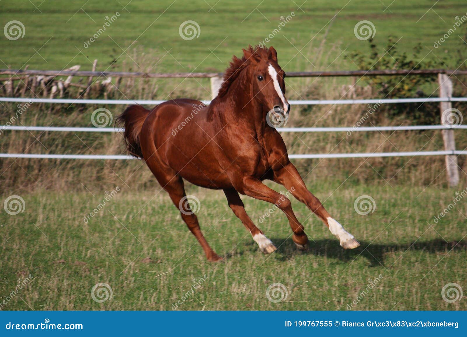 Um cavalo marrom está correndo com a palavra cavalo na frente