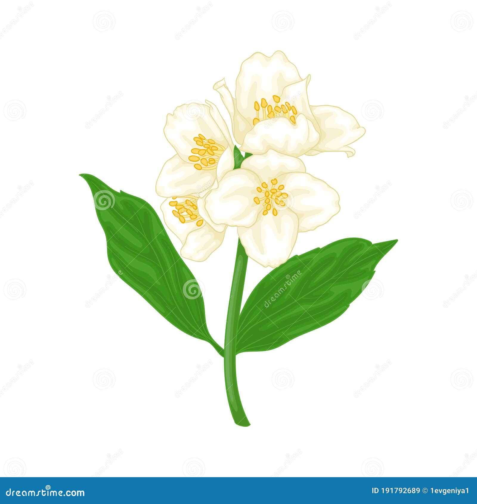 Belo Desenho Animado De Flor De Galho Jasmim Estilo Aquarela Isolado Em  Fundo Branco. Flores De Galho De Mão. Elemento De Design Ilustração do  Vetor - Ilustração de florescer, flor: 191792689