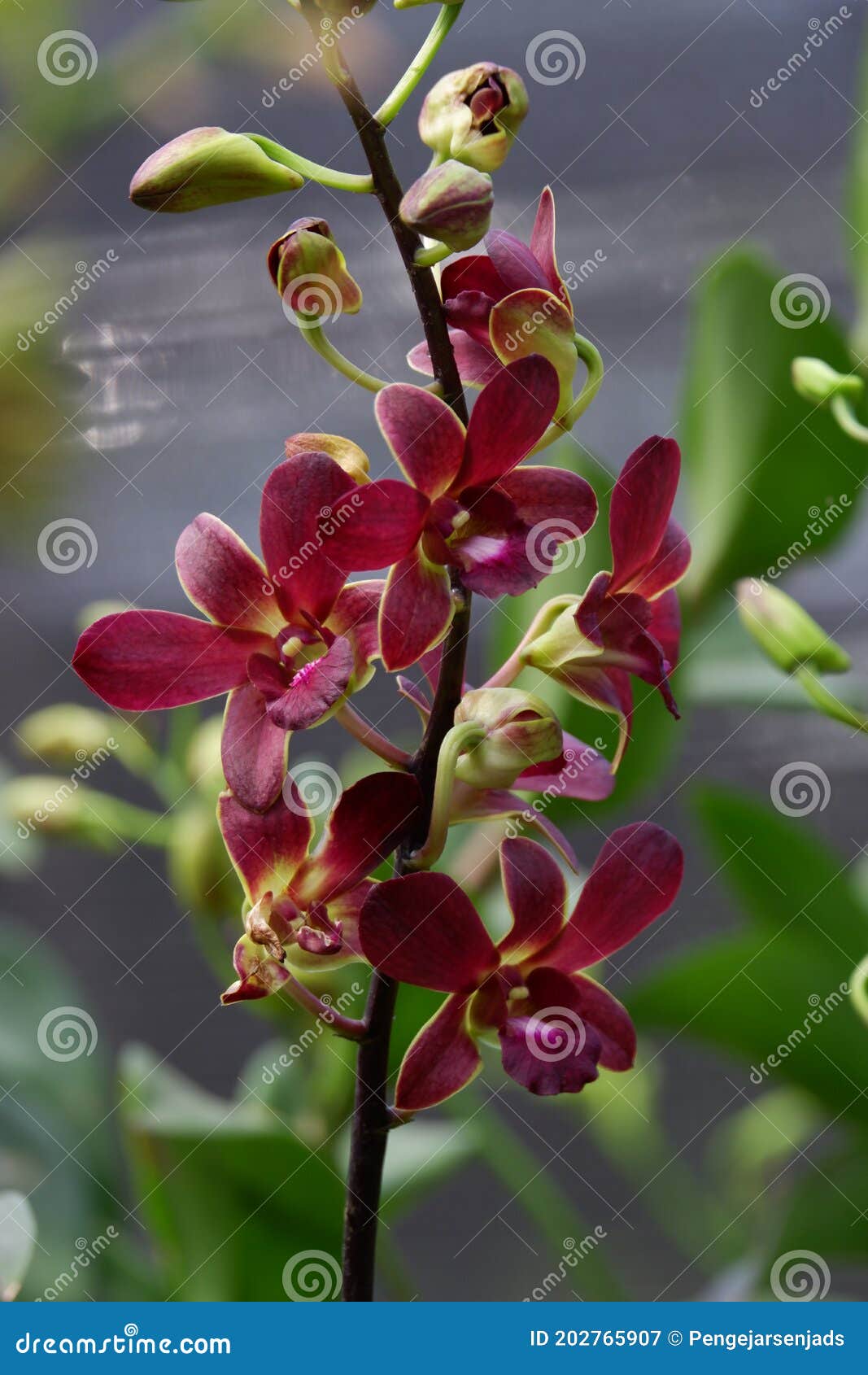 Belo Manguezal Dendrobium Em Plena Floração Imagem de Stock - Imagem de  beleza, nave: 202765907