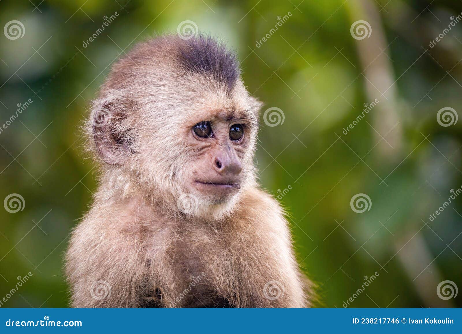 Macaco-prego na árvore sorrindo Stock Photo