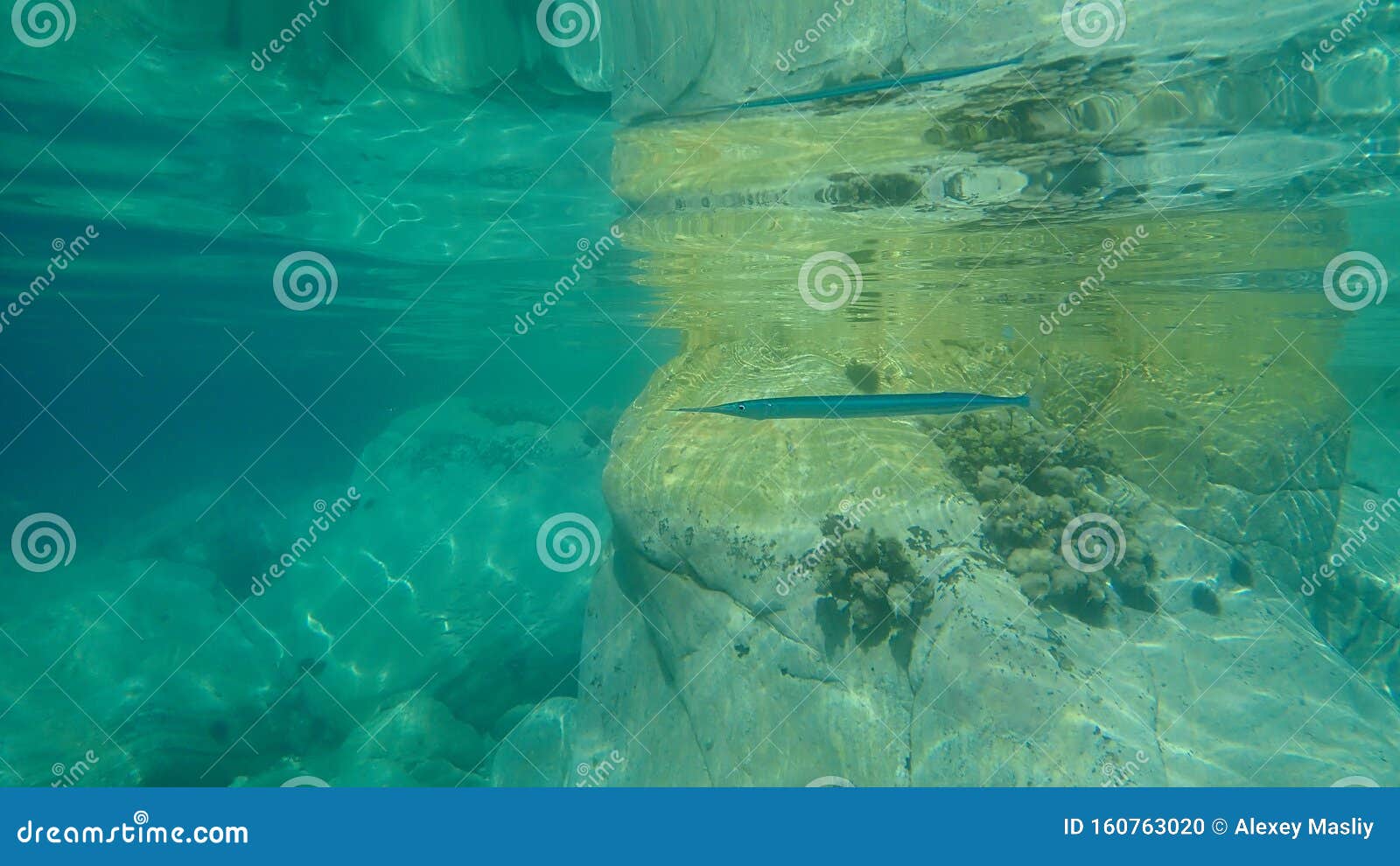 Belone Belone Garfish Sea Needle Garpike Stock Photo Image Of Halkidiki Undersea